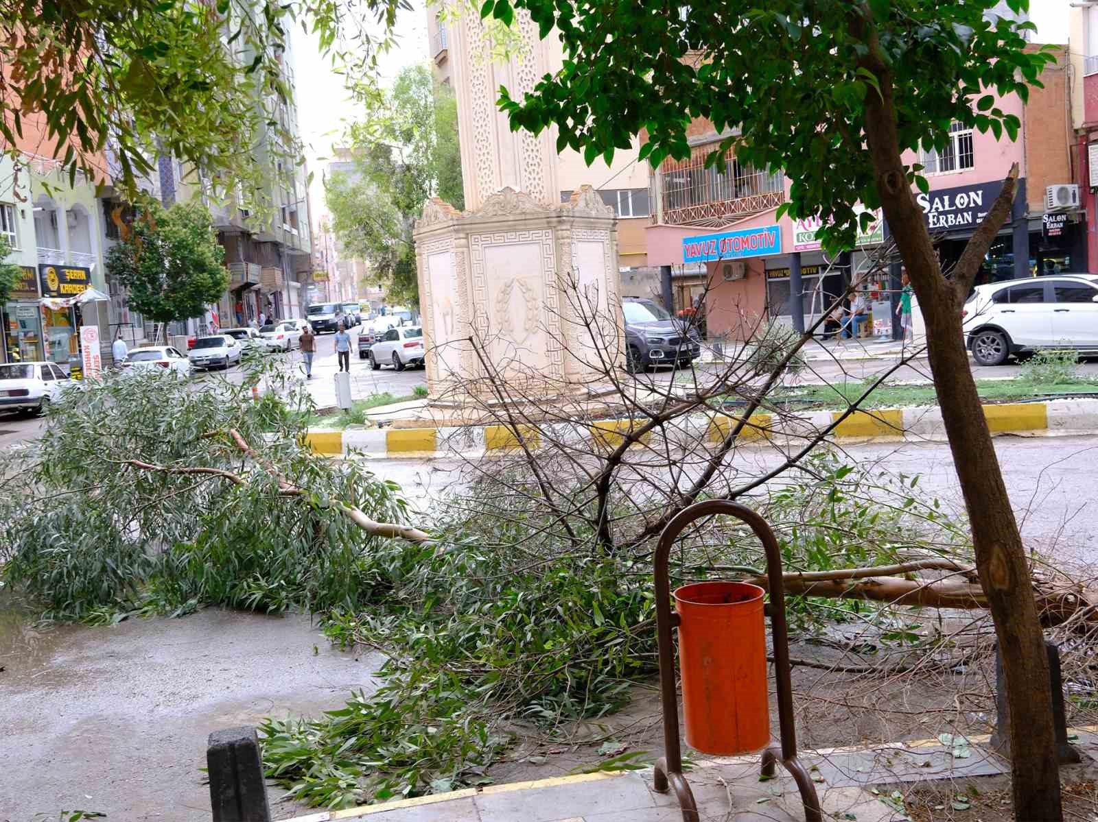 Mardin’de şiddetli rüzgardan ağaç dalları kırılarak yola devrildi
