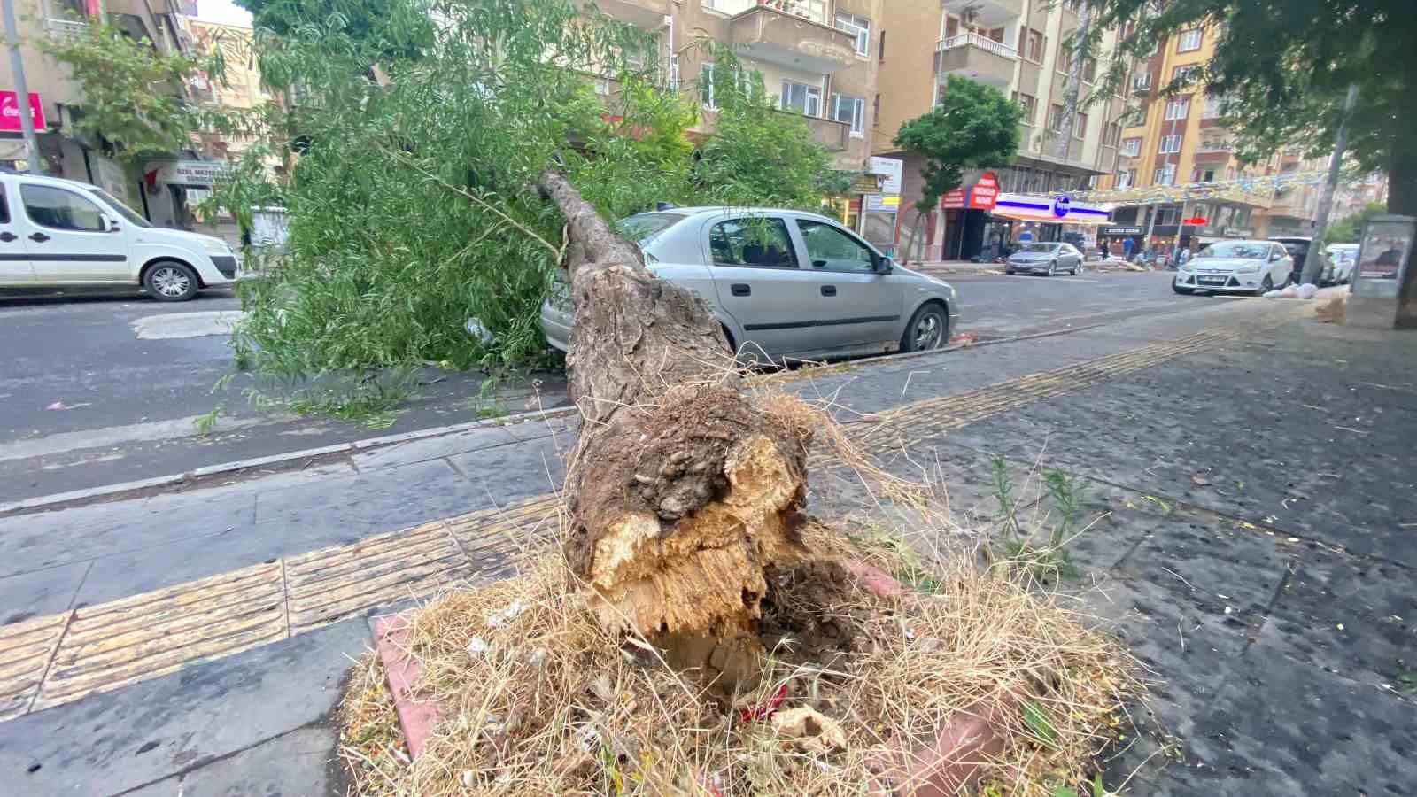 Diyarbakır’da dev ağaç otomobilin üstüne devrildi
