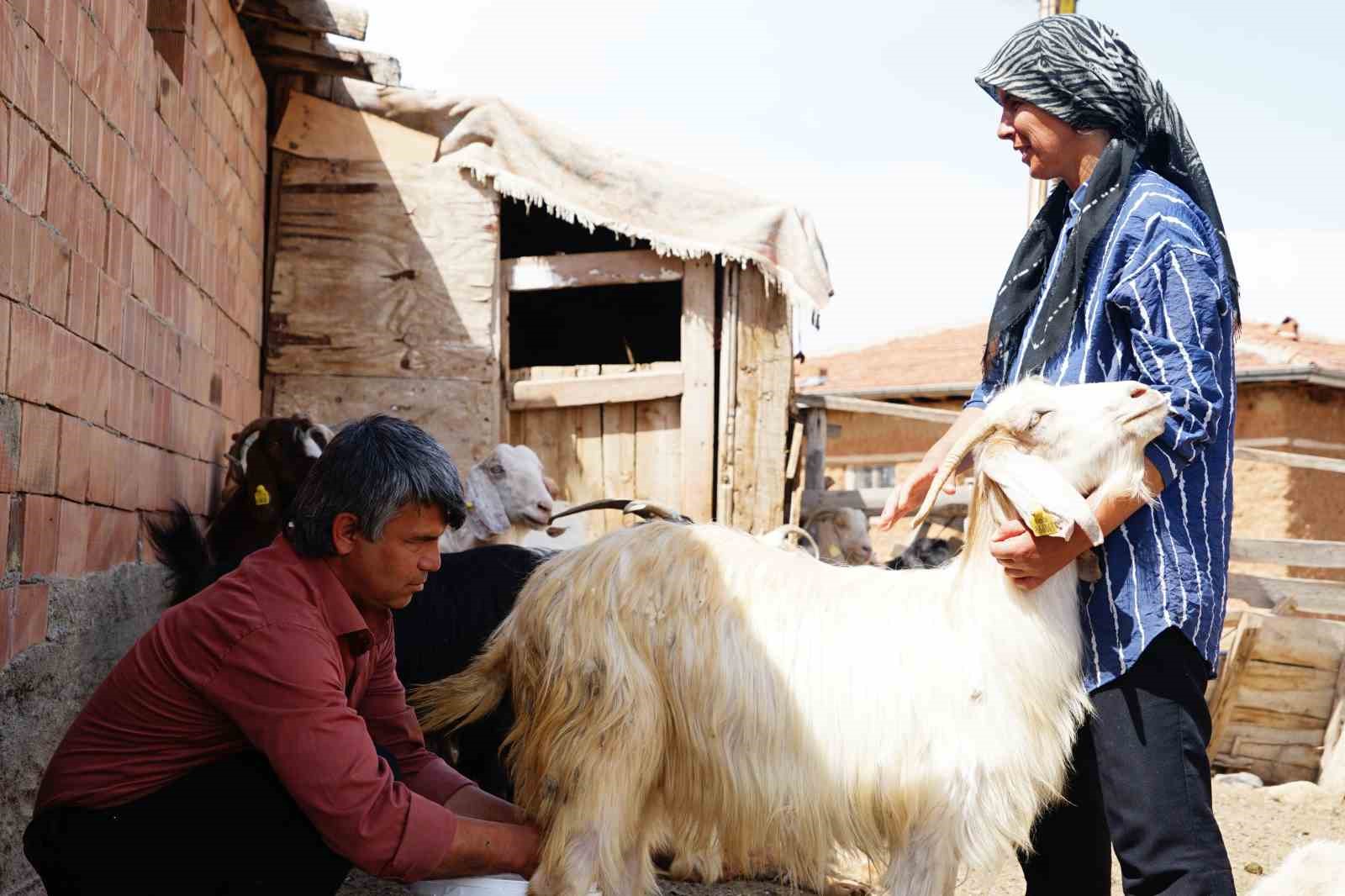 Görme engelli çiftin yaşam azmi: Hayvan otlatıp tarlada çalışıyorlar
