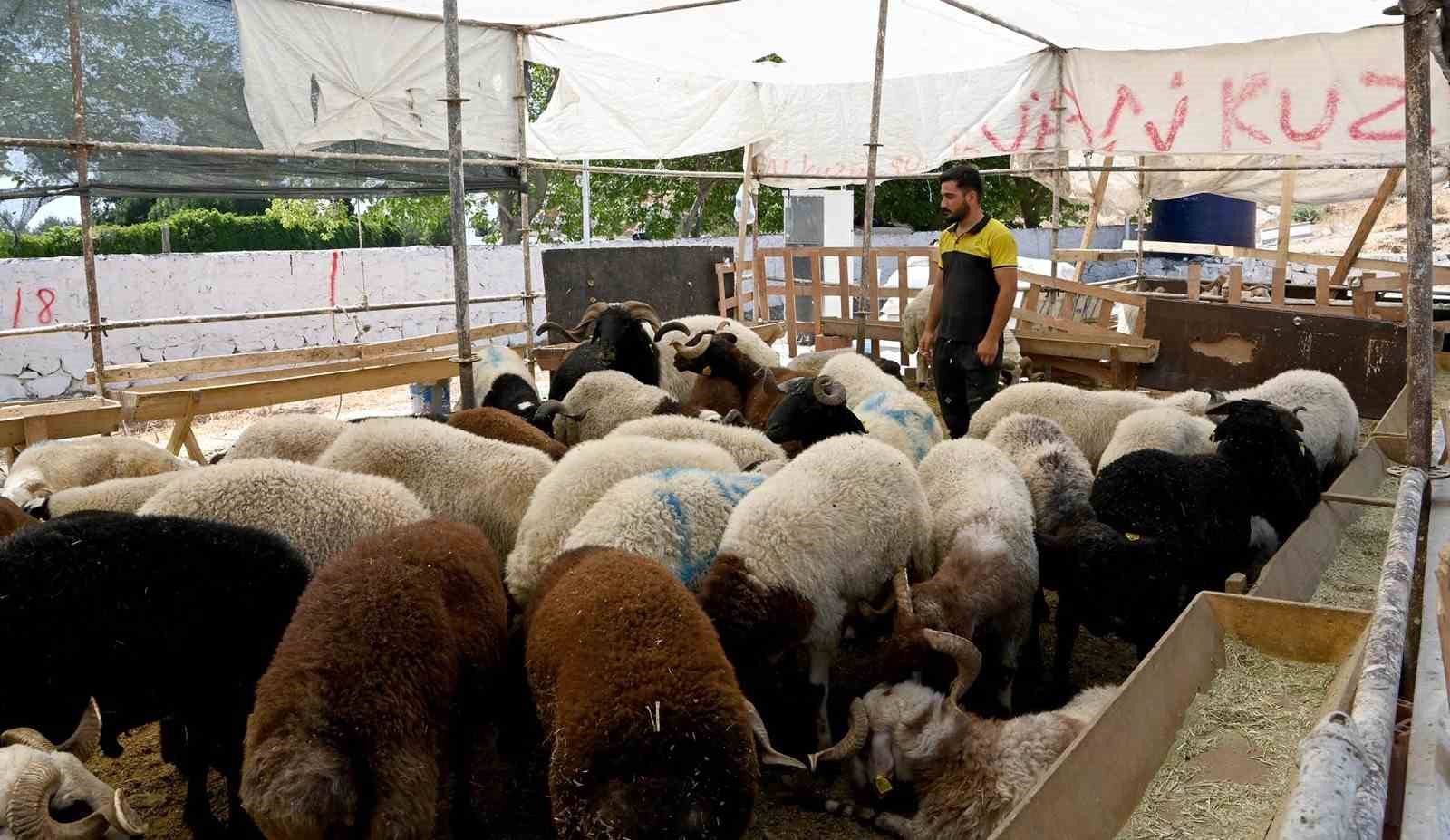 Kuşadası Belediyesi Kurban Bayramı’na hazır
