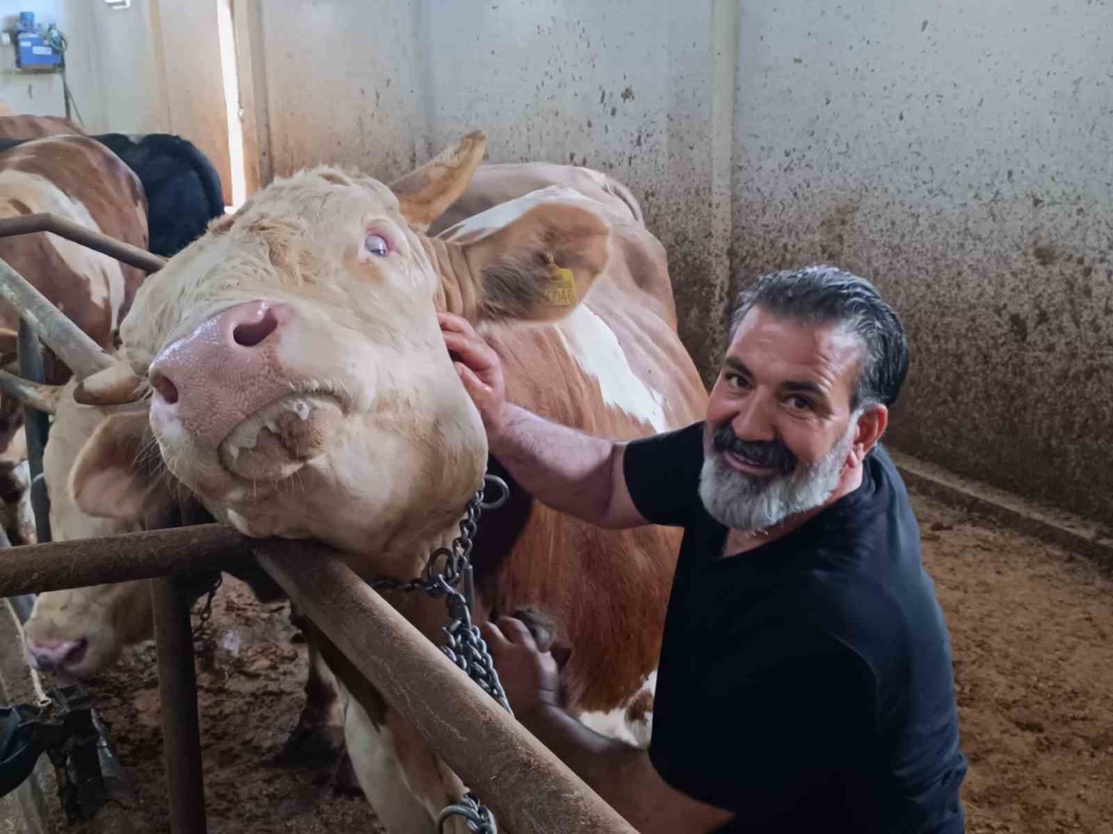 Bu kurbanlığın benzeri çok az, bin 850 kiloluk ‘Paşa’ yeni sahibini bekliyor
