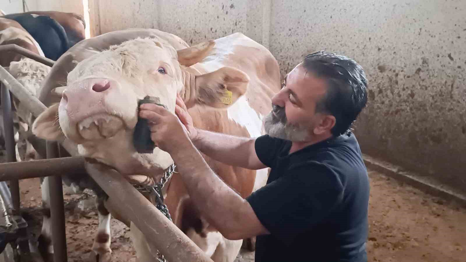 Bu kurbanlığın benzeri çok az, bin 850 kiloluk ‘Paşa’ yeni sahibini bekliyor
