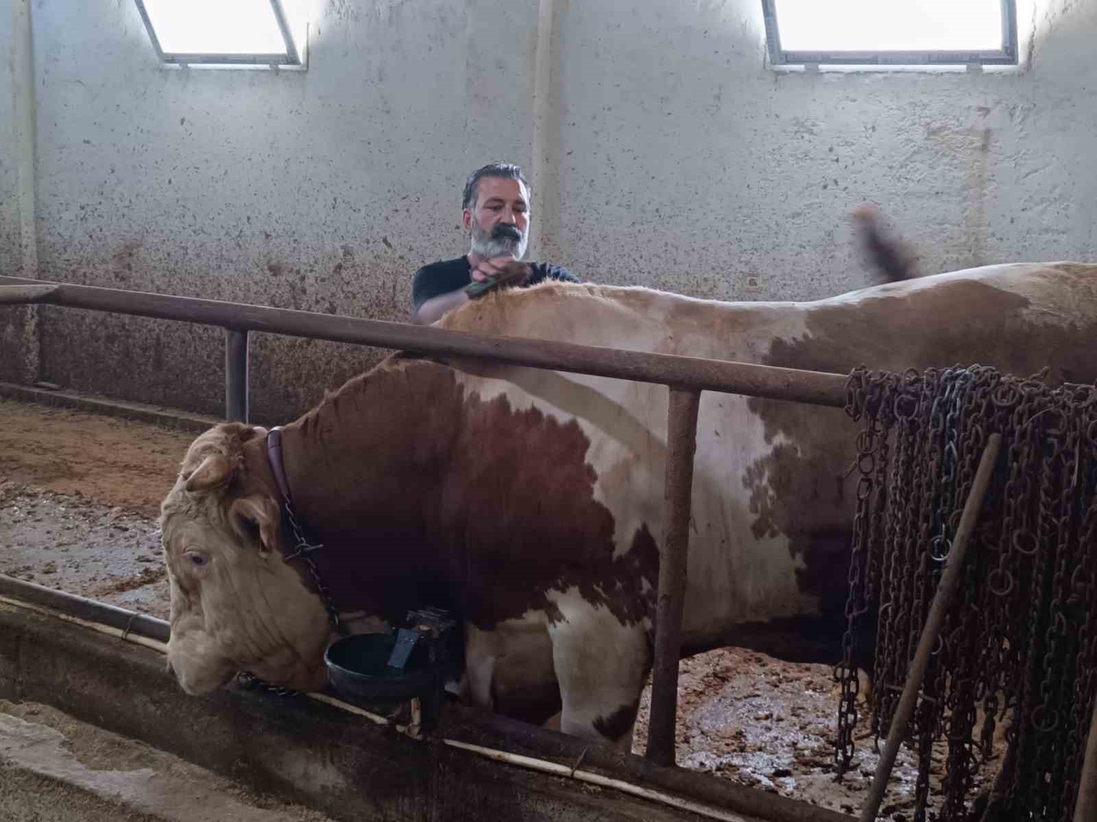 Bu kurbanlığın benzeri çok az, bin 850 kiloluk ‘Paşa’ yeni sahibini bekliyor
