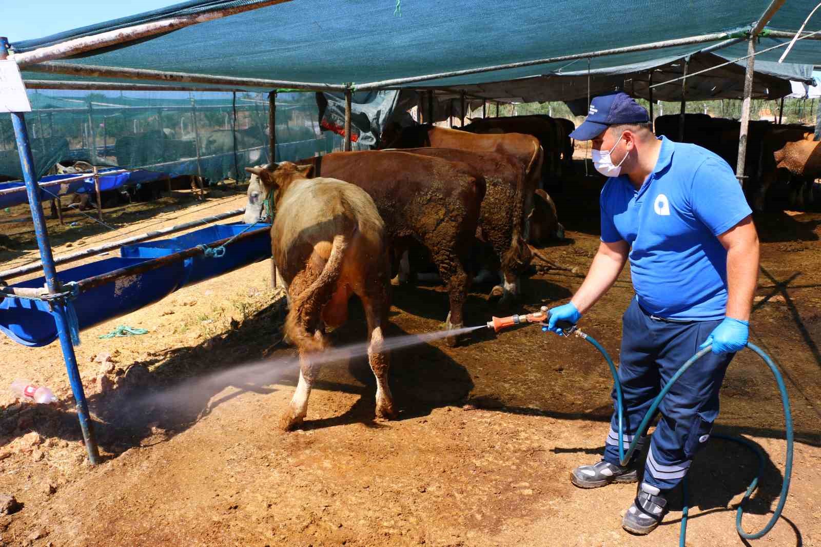 Büyükşehir kurban pazar yerlerini ilaçlıyor
