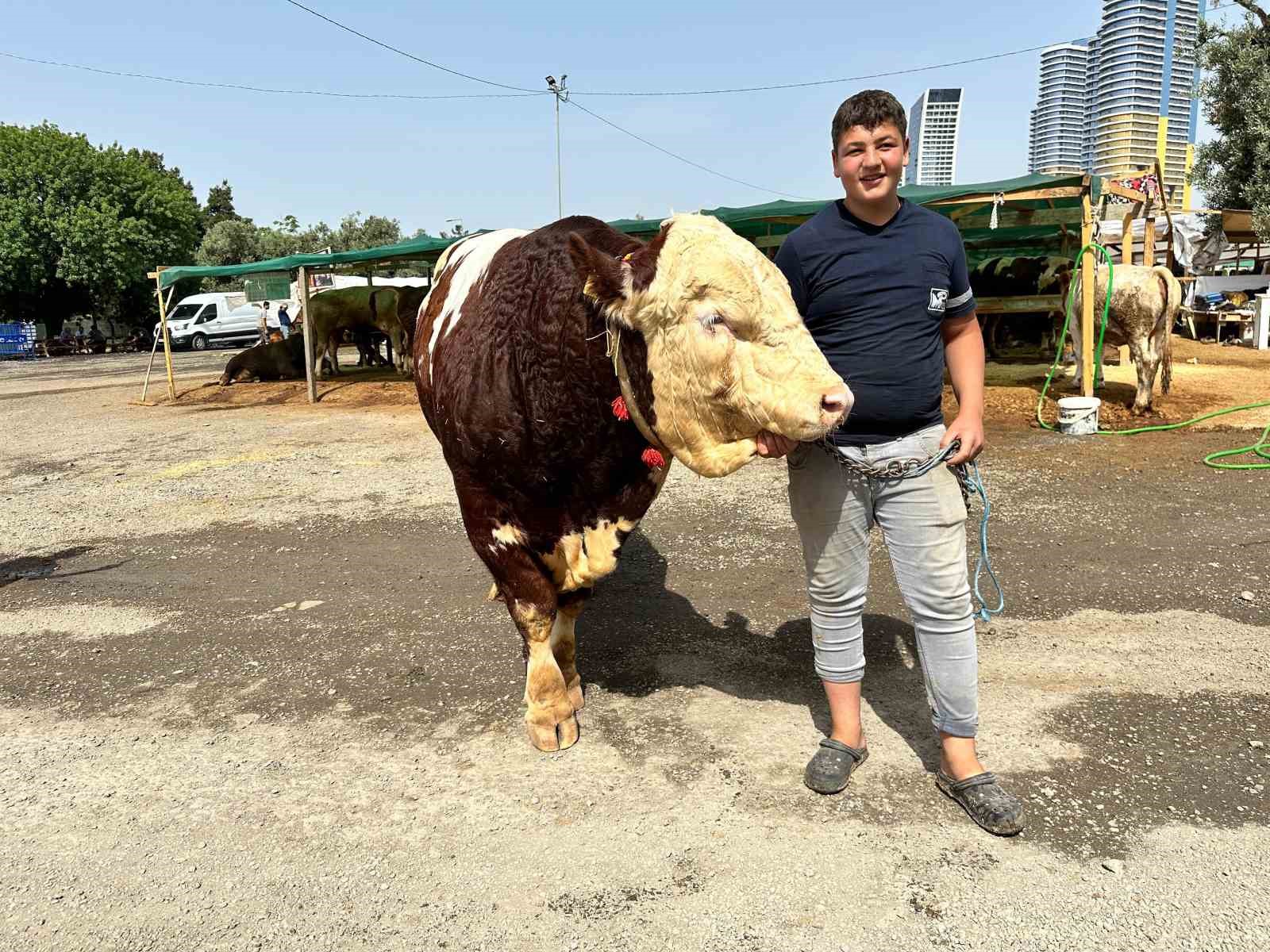 Kartal’da kurban pazarının şampiyonu 1320 kilo ağırlığındaki tosun alıcısını bekliyor
