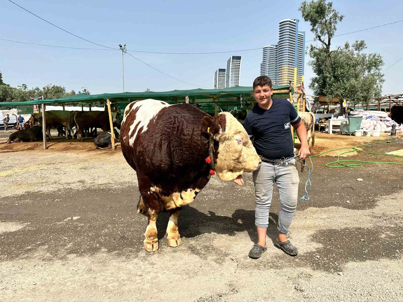 Kartal’da kurban pazarının şampiyonu 1320 kilo ağırlığındaki tosun alıcısını bekliyor
