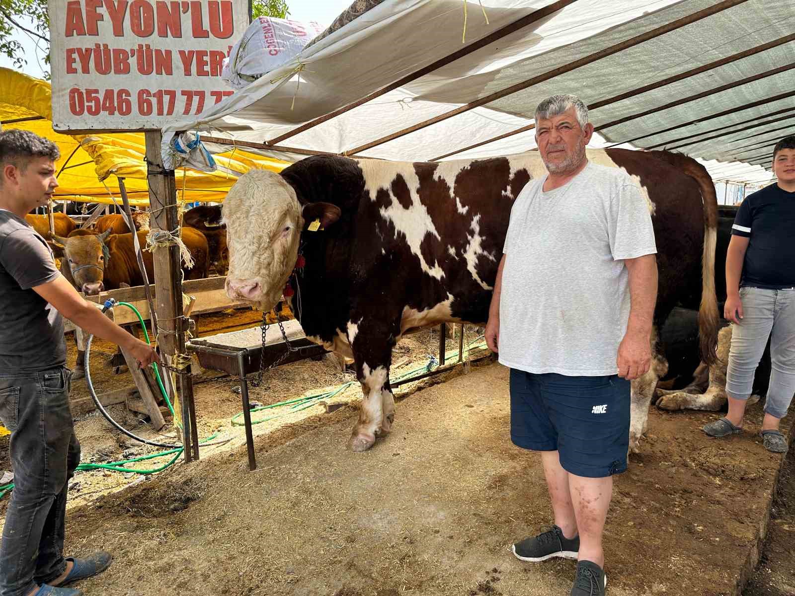 Kartal’da kurban pazarının şampiyonu 1320 kilo ağırlığındaki tosun alıcısını bekliyor
