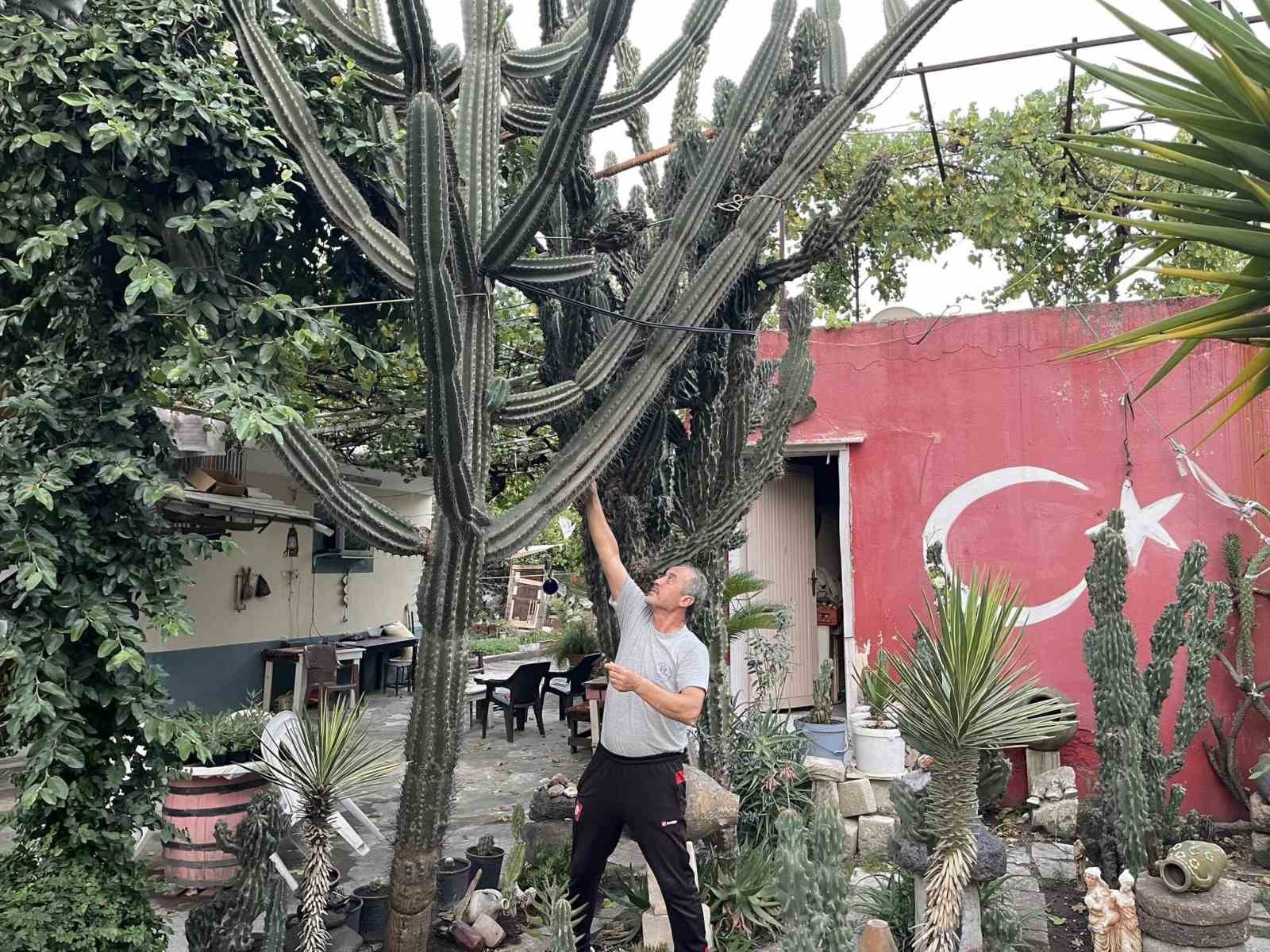 Komşusunda görüp, tutkuyla başladığı hobisiyle 45 yılda 60 farklı çeşit kaktüs yetiştirdi
