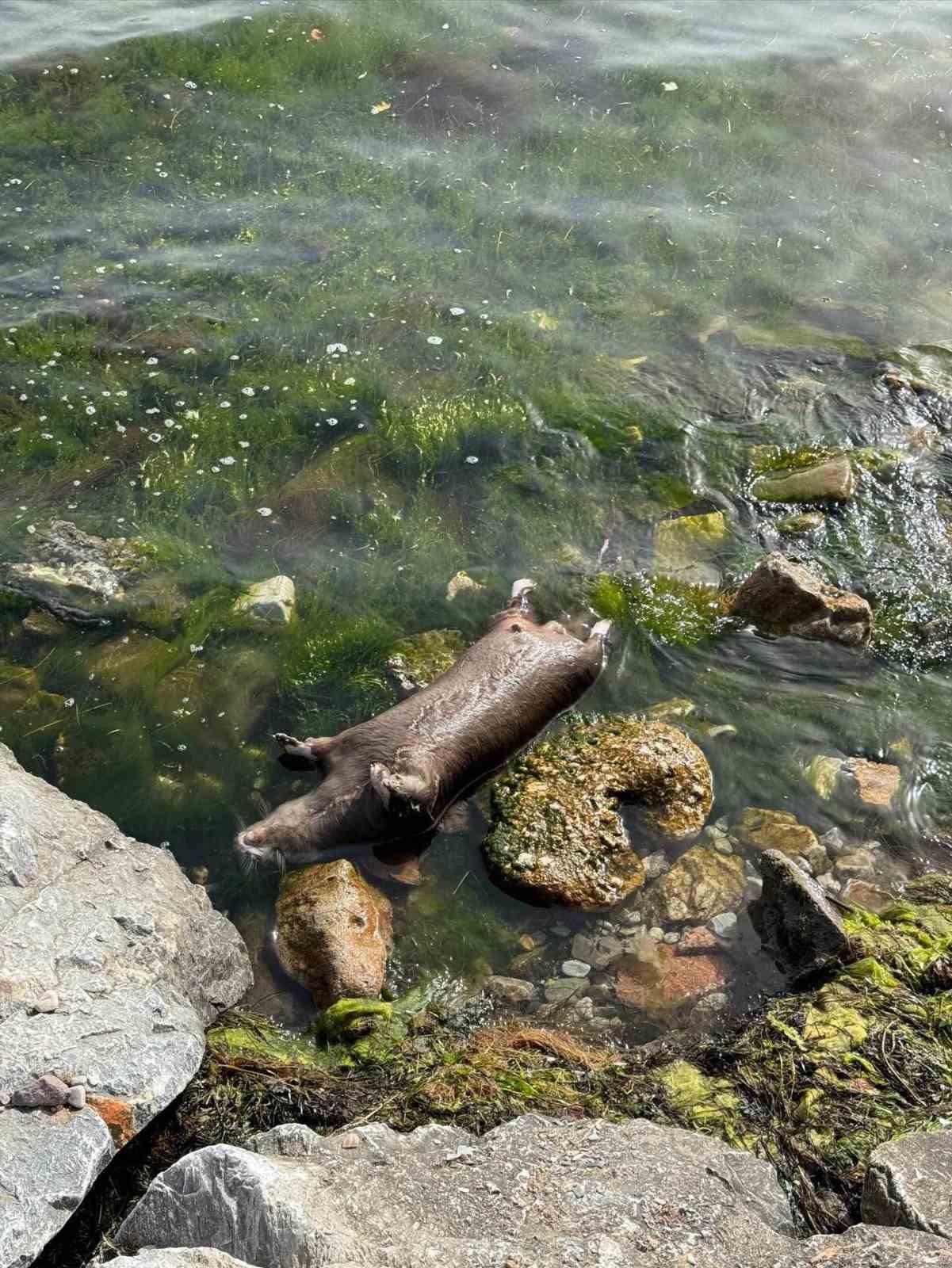 Yalova’da kıyıya ölü su samuru vurdu
