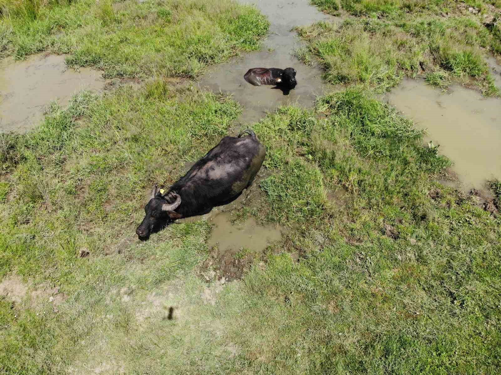 Sıcaktan bunalan mandalar çareyi çamur banyosunda buldu
