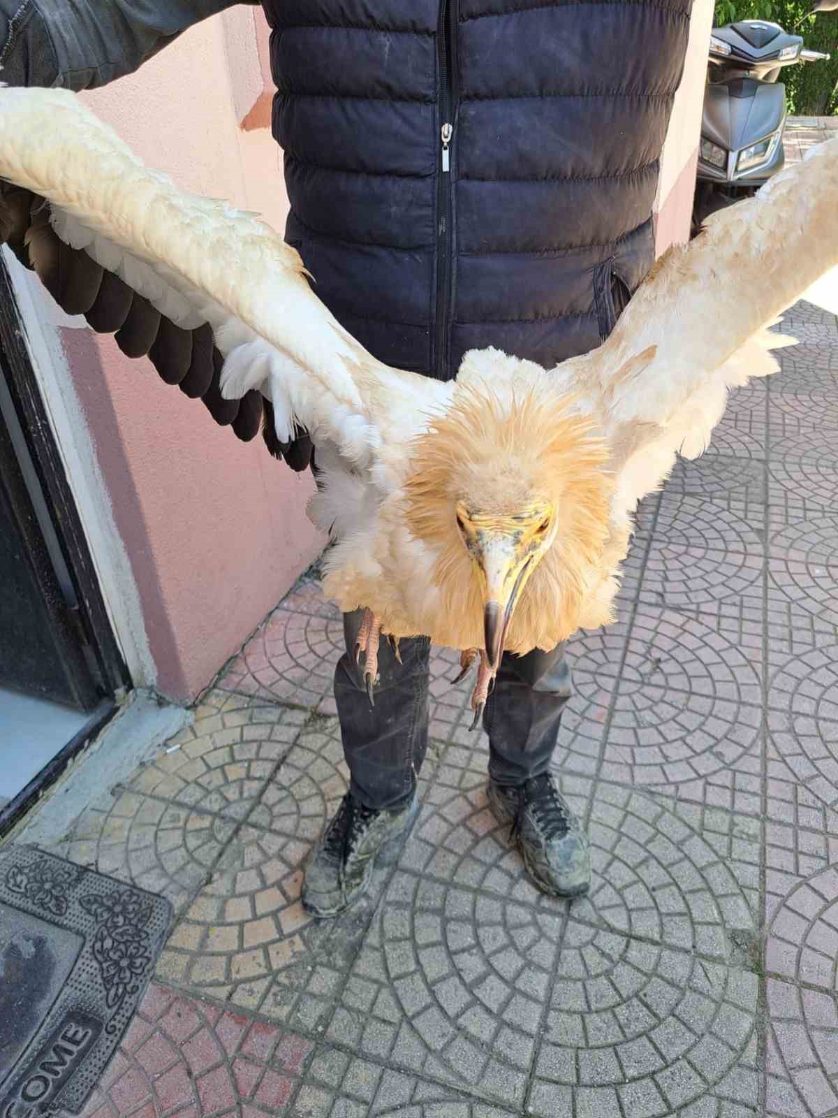 Halsiz halde bulunan ‘Küçük Akbaba’ tedavi altına alındı
