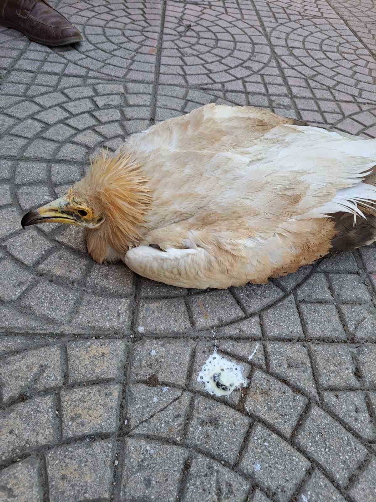 Halsiz halde bulunan ‘Küçük Akbaba’ tedavi altına alındı
