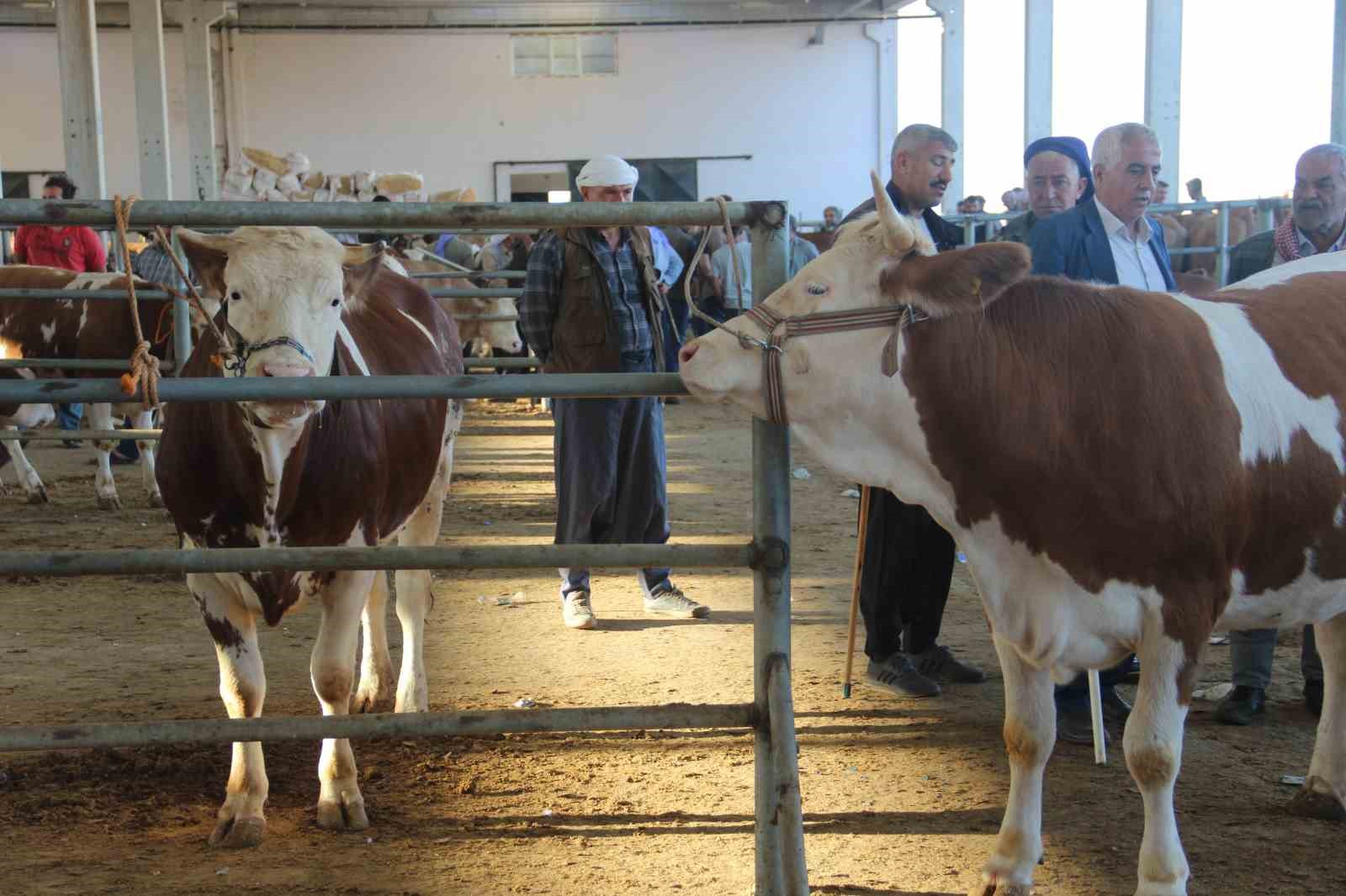 Kurban pazarlarında hareketlilik yaşanıyor
