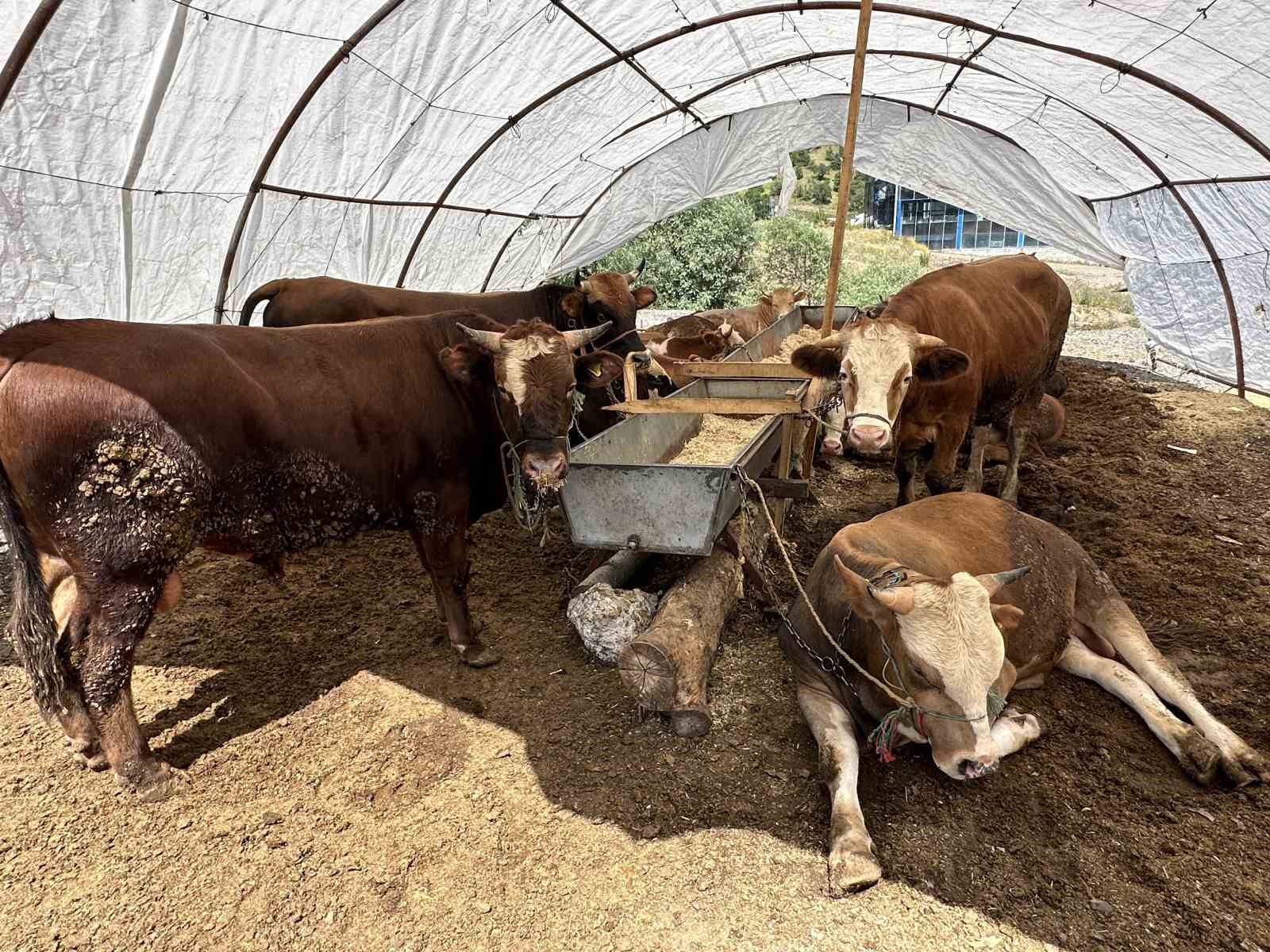 Kızılcahamam’da kurban pazarı kuruldu
