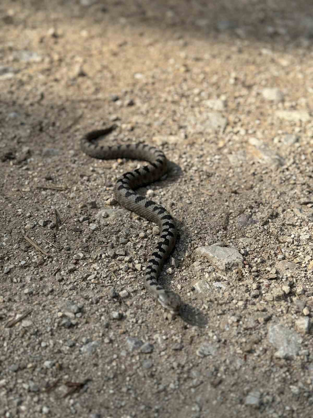 Isırdığında öldüren yılan türü Bolu’da görüntülendi
