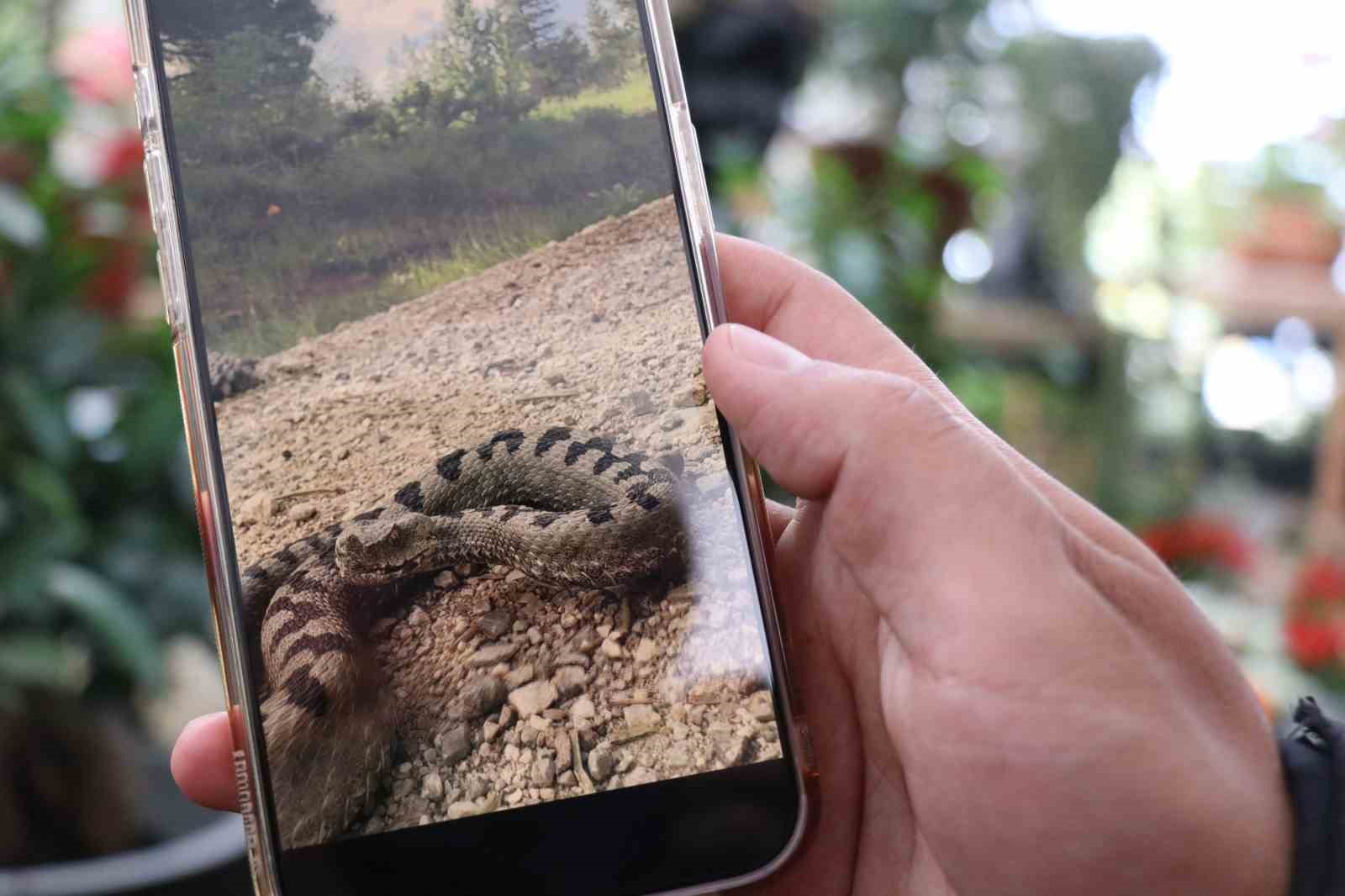 Isırdığında öldüren yılan türü Bolu’da görüntülendi
