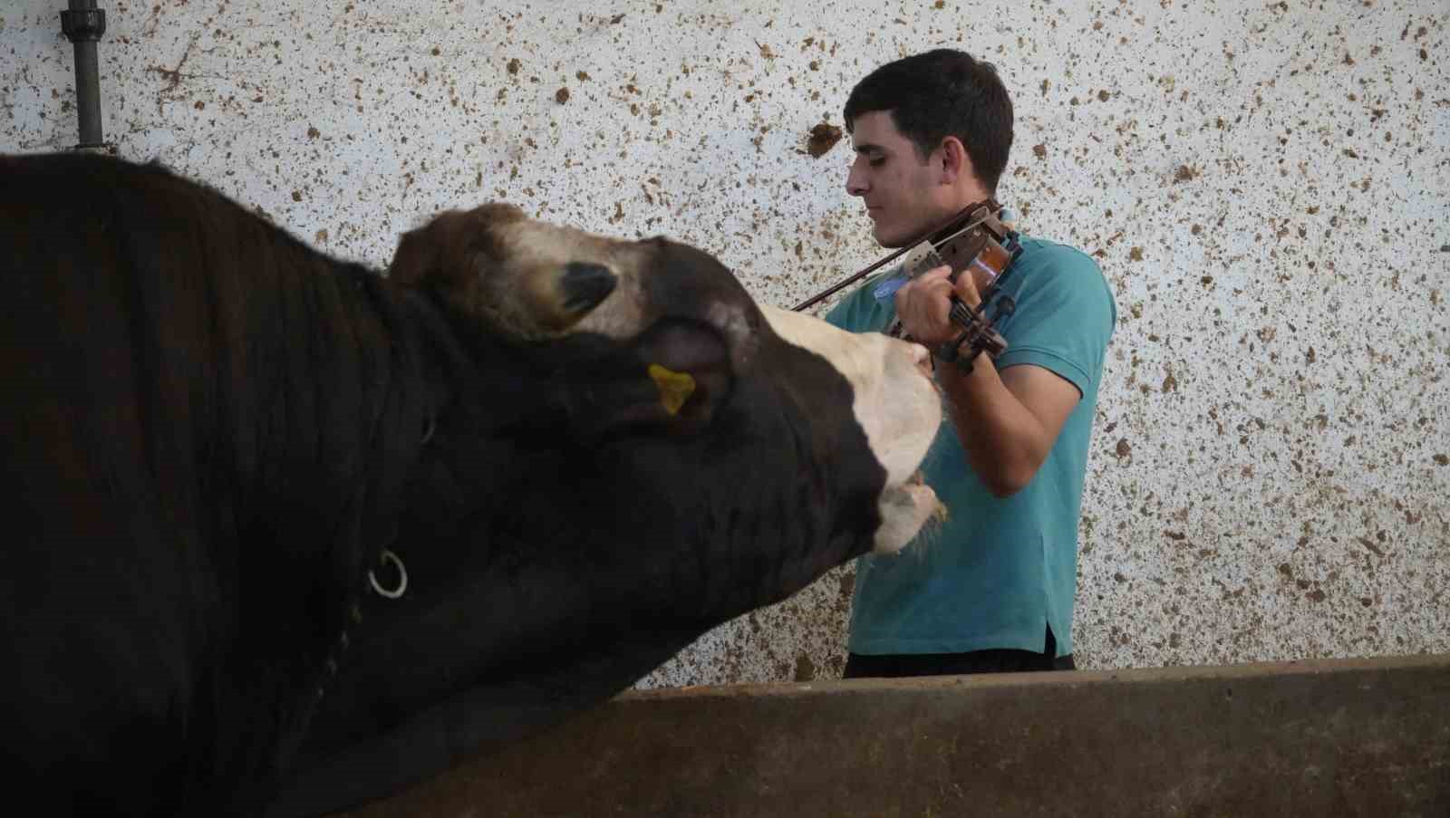 Kemanın melodisiyle büyüyen kurbanlıklar
