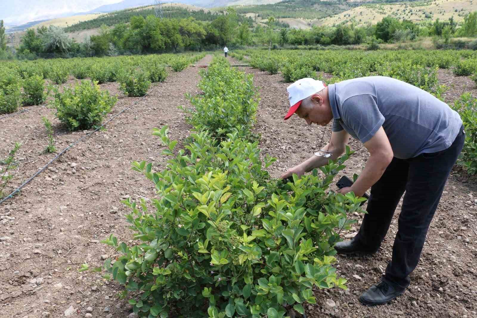 Aronya Erzincan’ı sevdi
