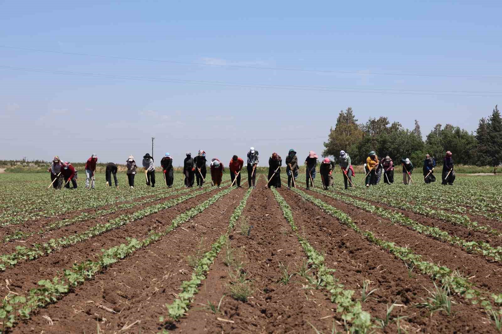 Amik Ovası’nda pamuğun ipliğe yolculuğunda zorlu çapa mesaisi
