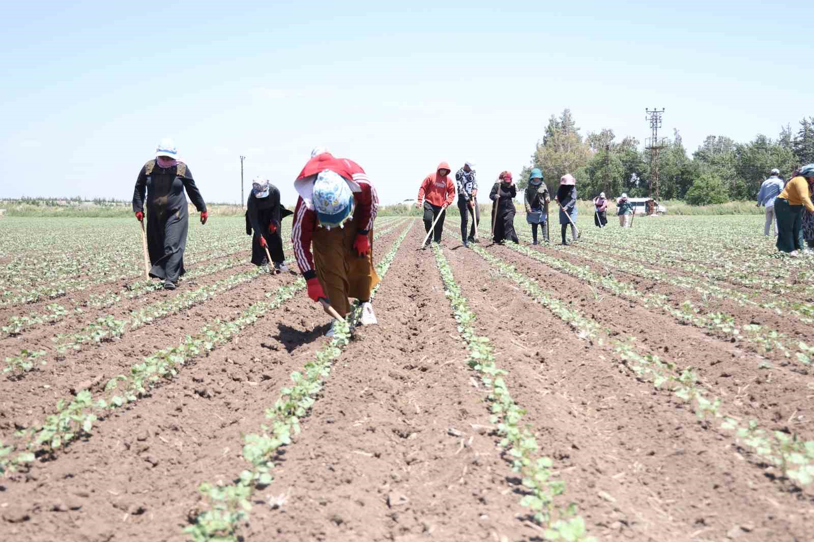 Amik Ovası’nda pamuğun ipliğe yolculuğunda zorlu çapa mesaisi
