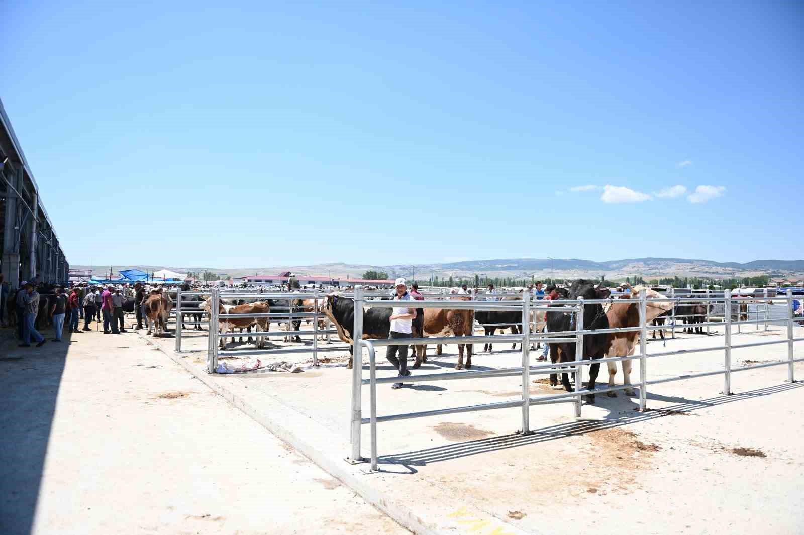 Çorum hayvan pazarında bayram mesaisi başladı
