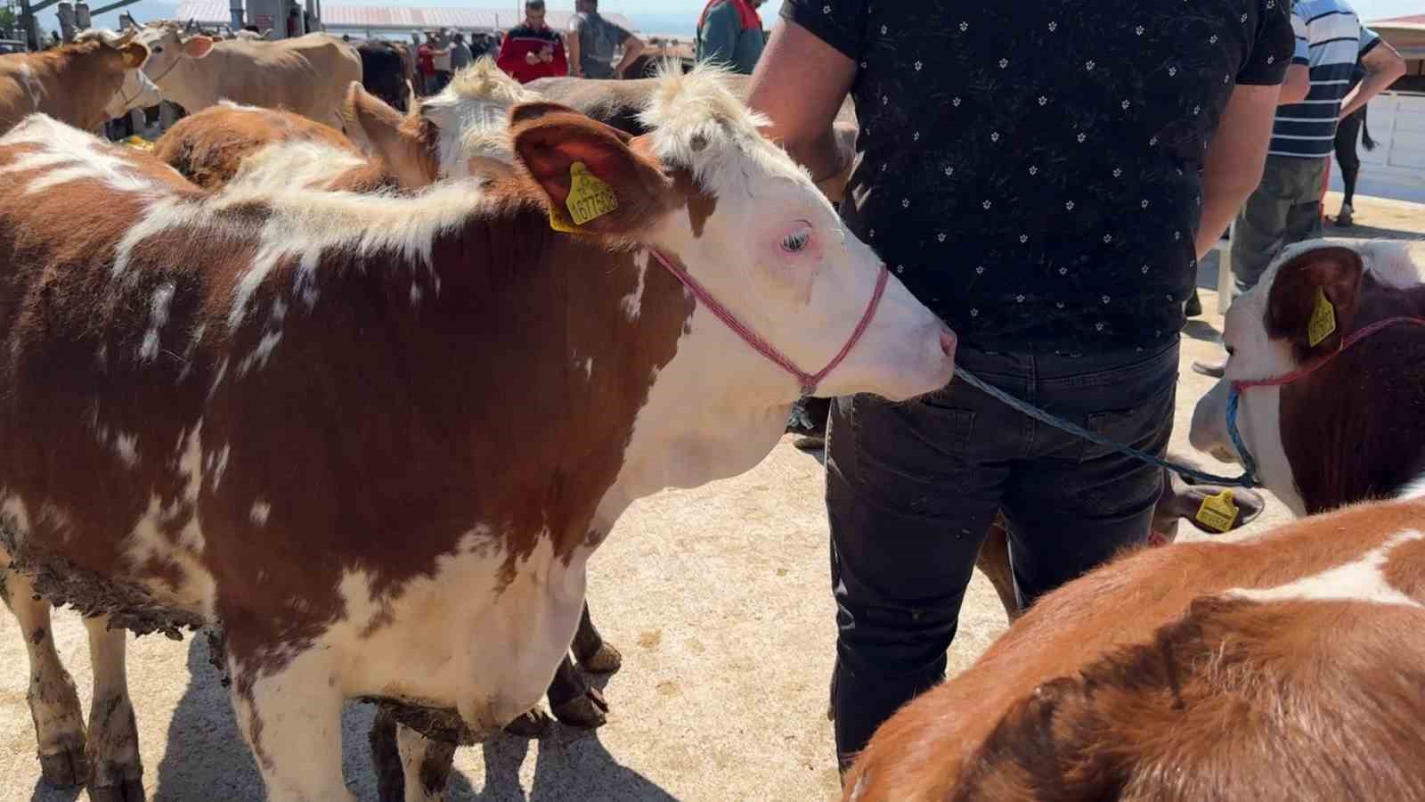 Çorum hayvan pazarında bayram mesaisi başladı
