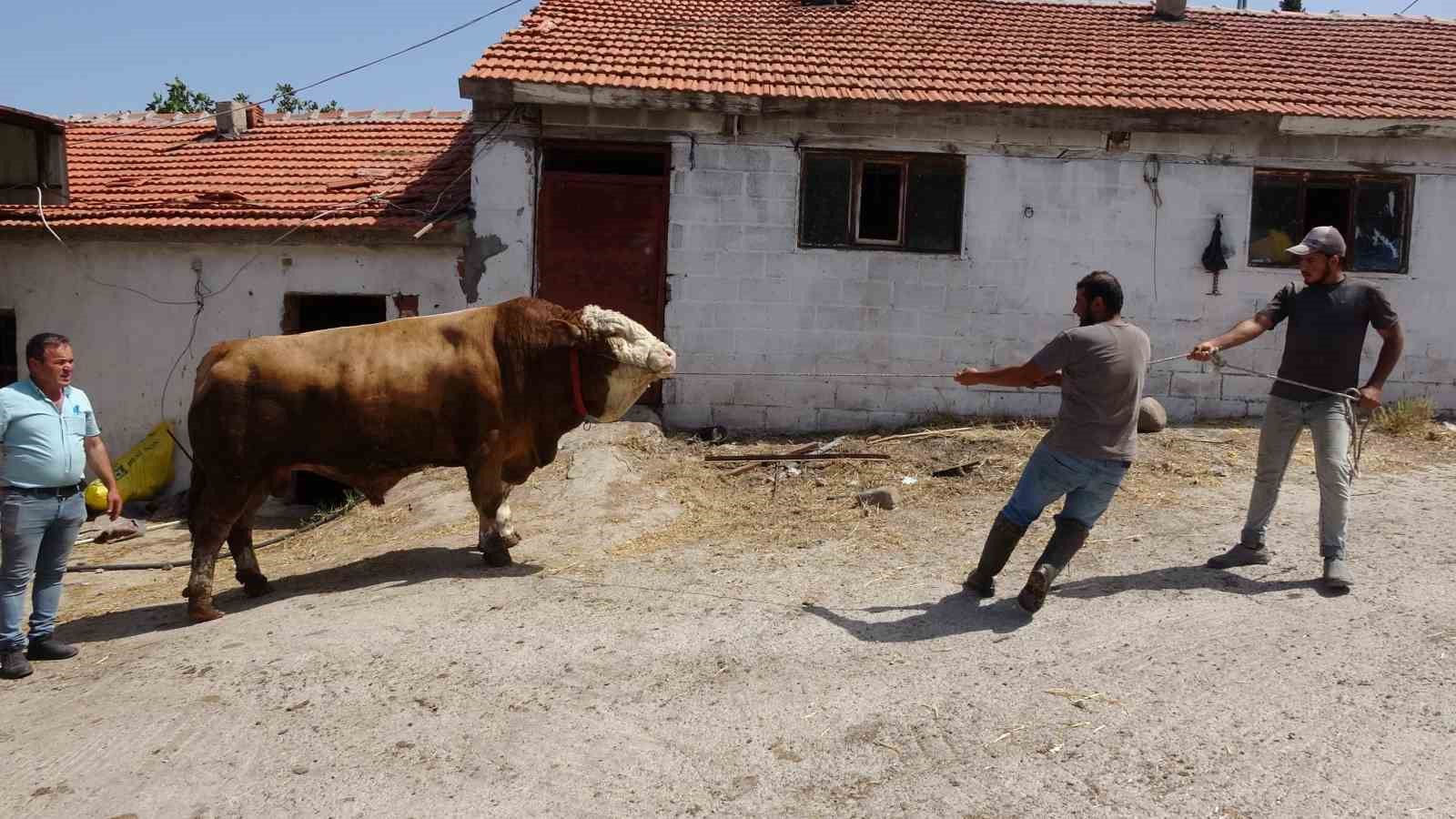 1,7 tonluk devasa boğa sahibini bekliyor
