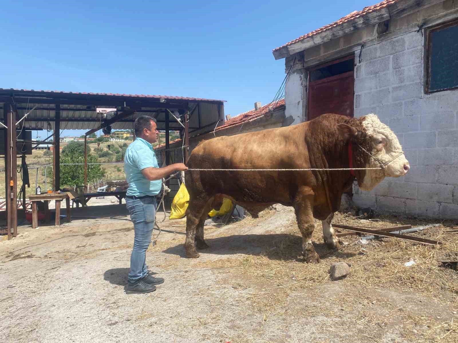 1,7 tonluk devasa boğa sahibini bekliyor
