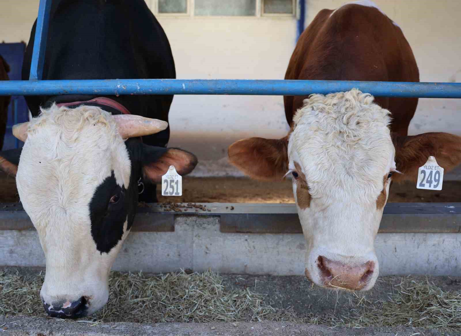 Kurbanlık seçerken dikkat: Uzmanından şap ve tüberküloz uyarısı
