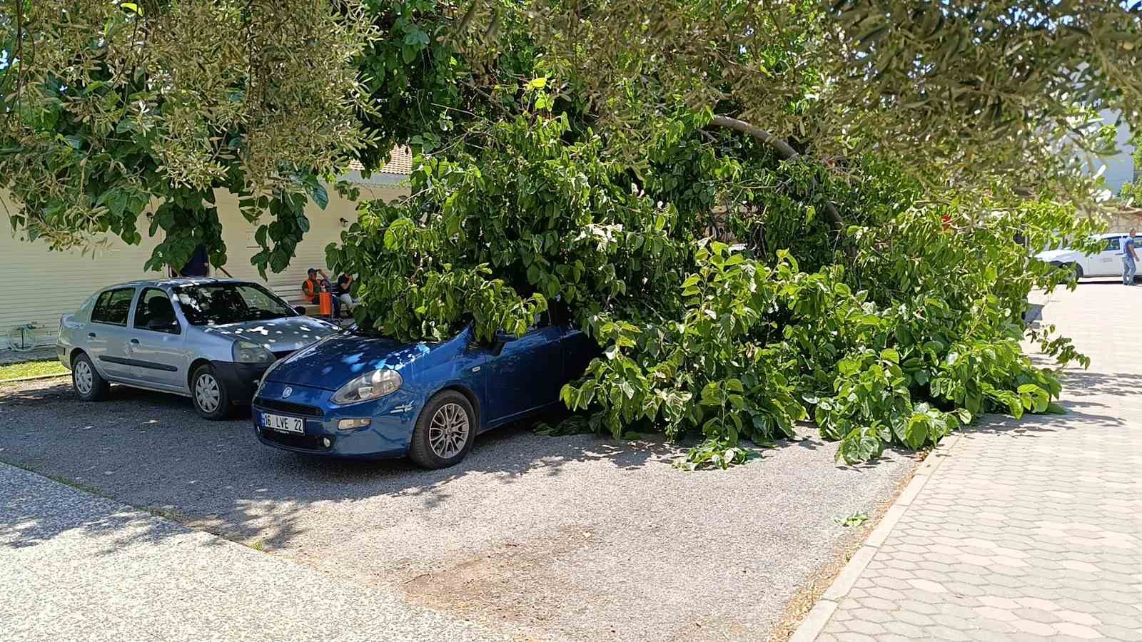 Dut ağacının kırılan dalı otomobillerin üzerine düştü
