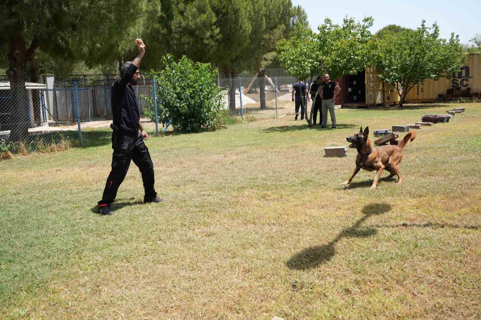 Antalya’da para ve madde kokusuna duyarlı köpekler operasyonların kurtarıcısı
