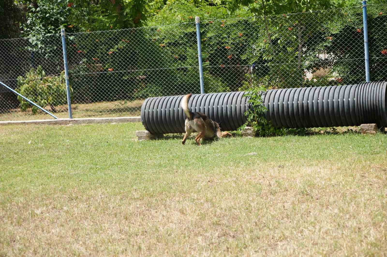 Antalya’da para ve madde kokusuna duyarlı köpekler operasyonların kurtarıcısı
