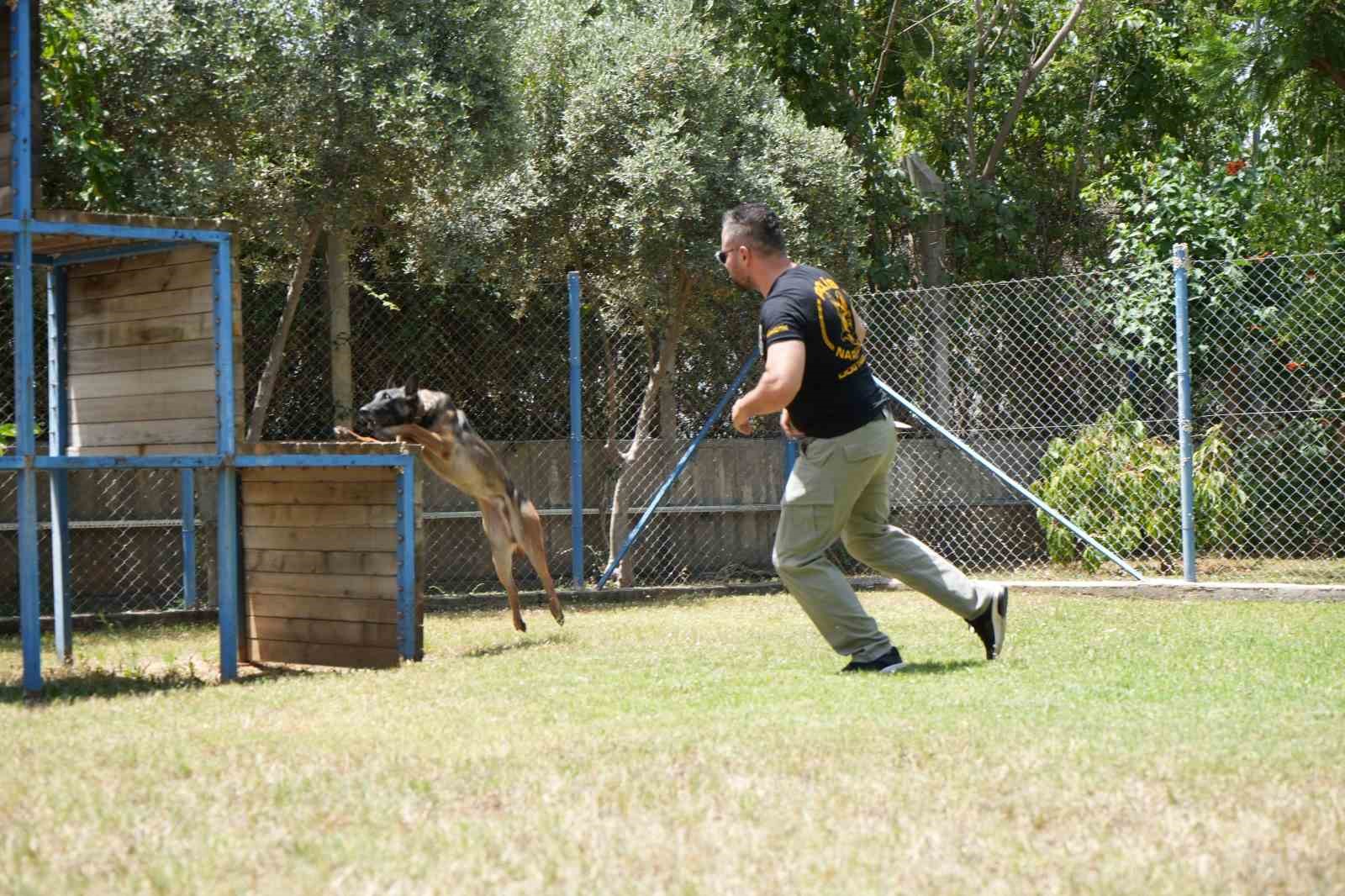 Antalya’da para ve madde kokusuna duyarlı köpekler operasyonların kurtarıcısı
