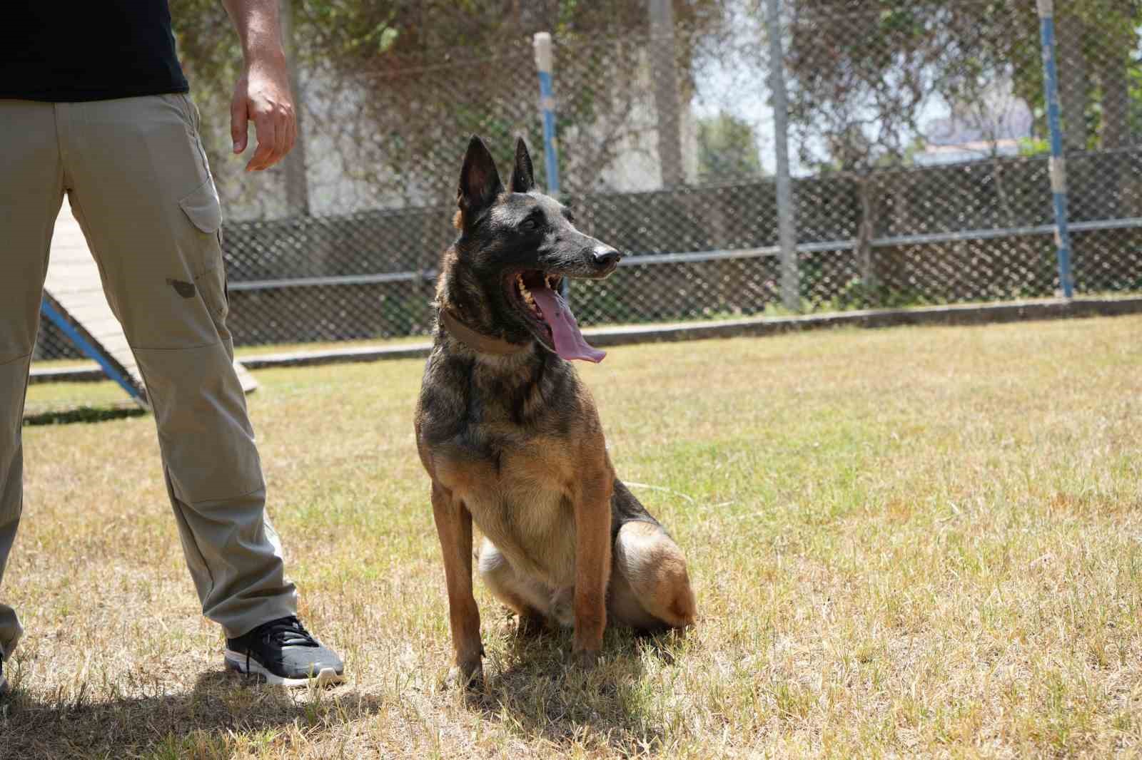 Antalya’da para ve madde kokusuna duyarlı köpekler operasyonların kurtarıcısı
