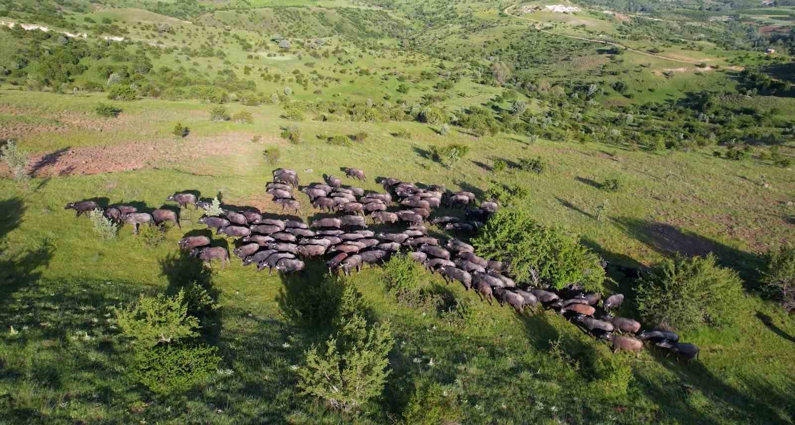 Başkentte mandaların yolculuğu havadan görüntülendi
