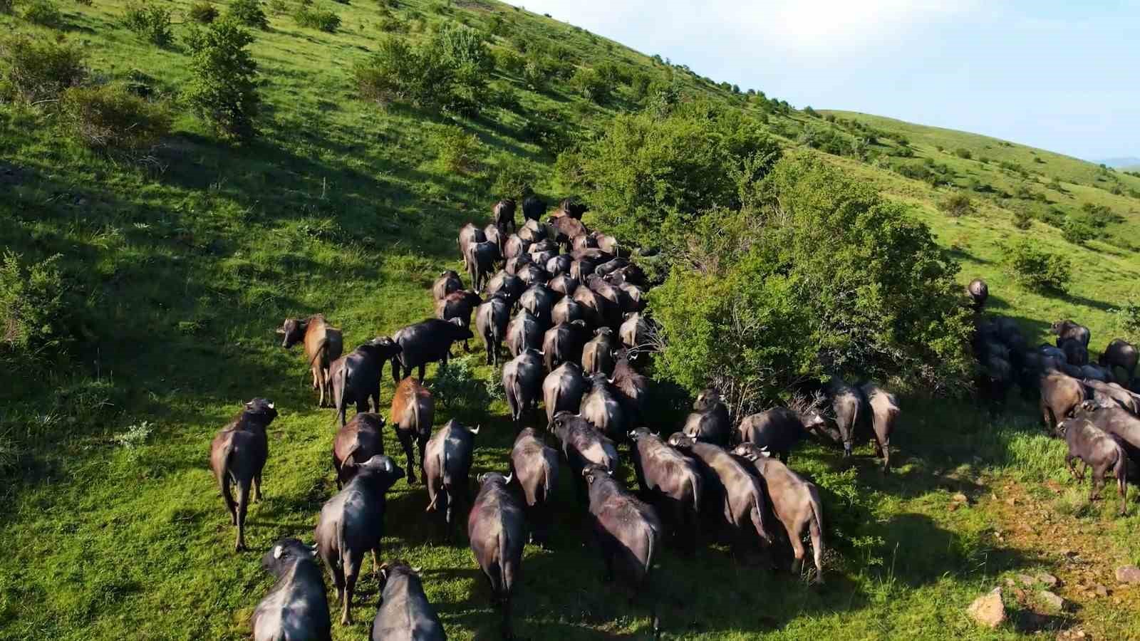 Başkentte mandaların yolculuğu havadan görüntülendi
