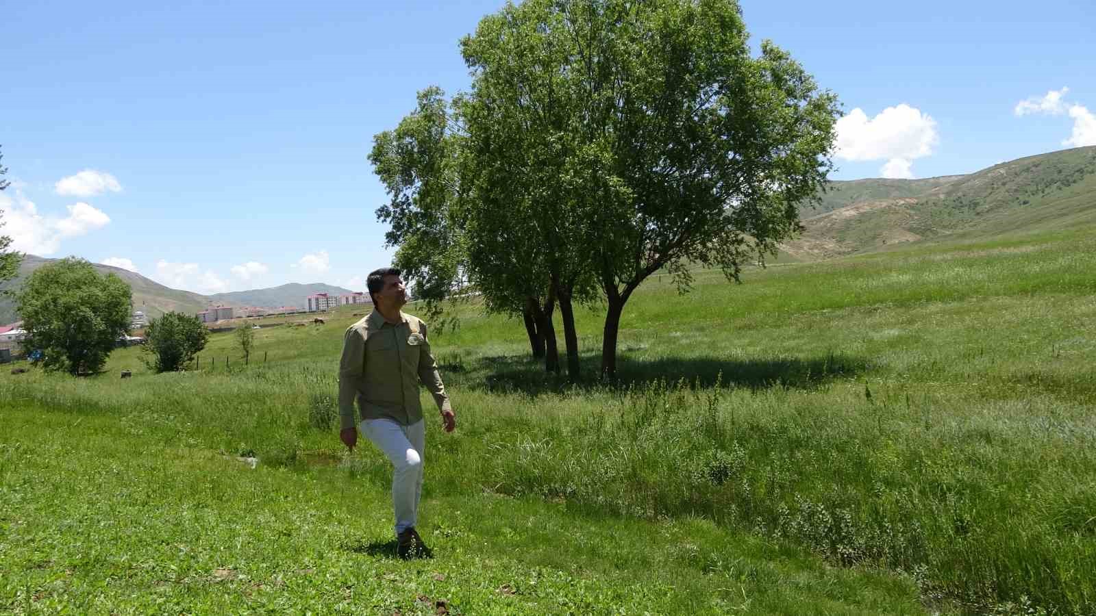 Kargaların saldırısına maruz kalan yavru baykuş için seferber oldular
