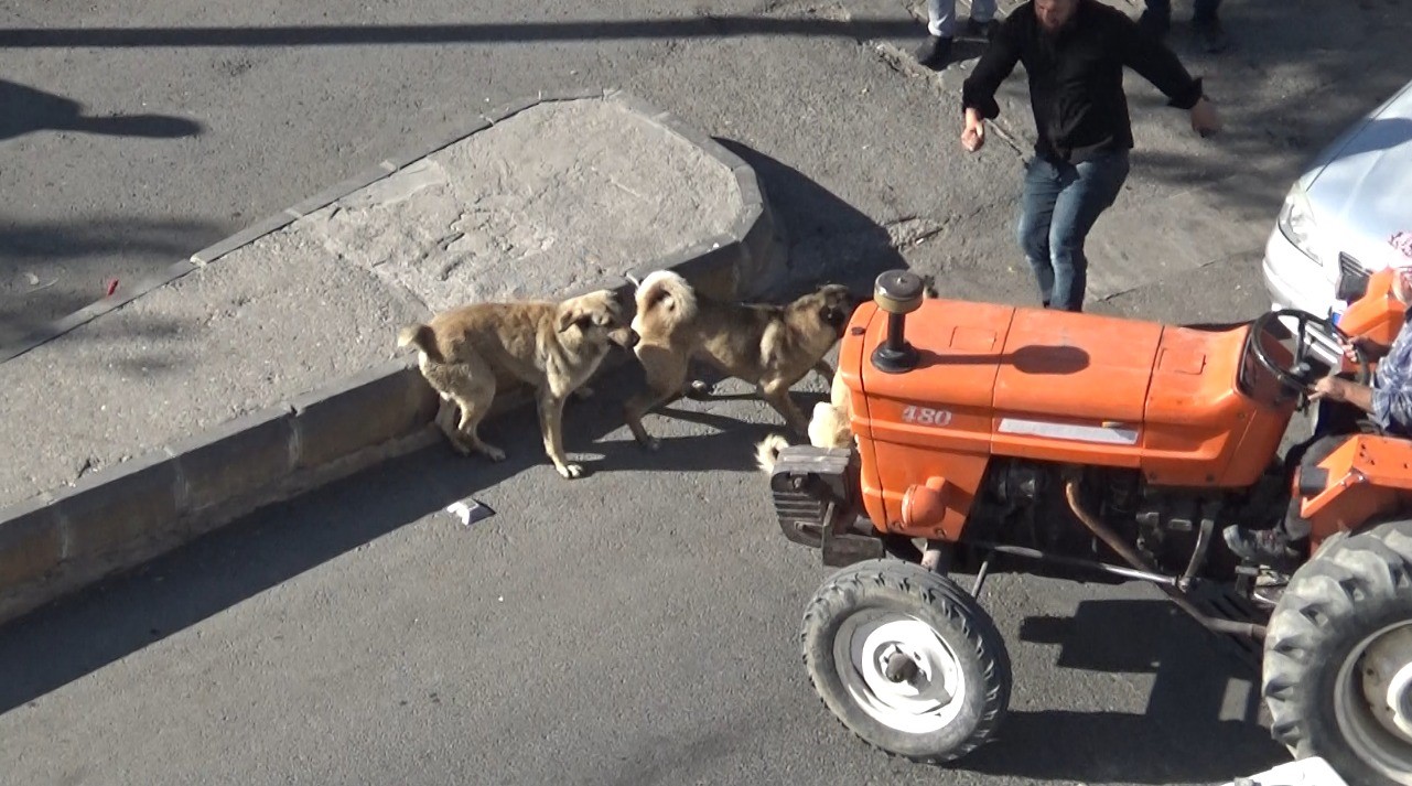 Şanlıurfa’da başıboş köpeklerin kavgasını vatandaşlar ayırdı
