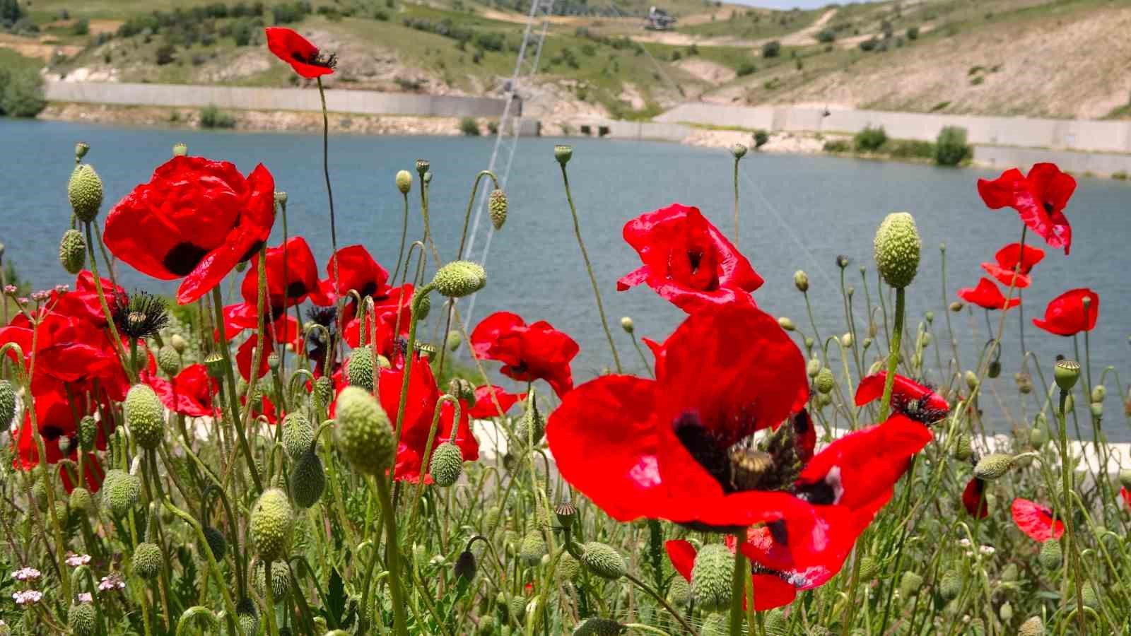 Bozok yaylasında açan gelincikler görsel şölen sunuyor
