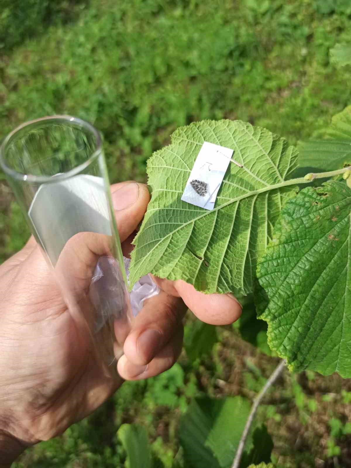 Giresun’da 17 bin 360 samuray arısı salımı yapıldı
