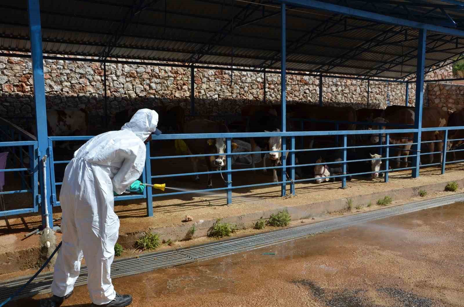 Alanya’da kurban pazar yerleri ilaçlanıyor
