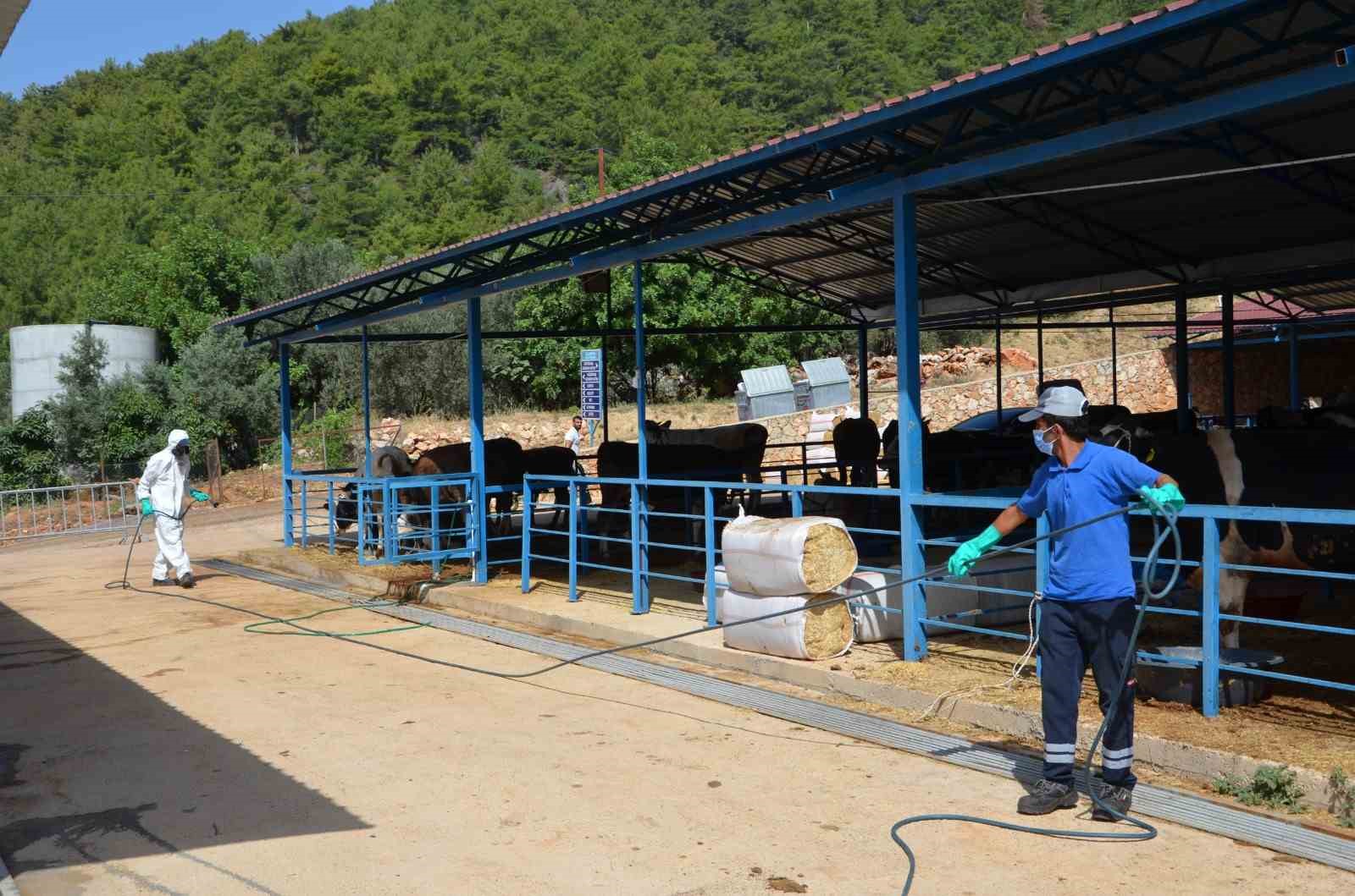 Alanya’da kurban pazar yerleri ilaçlanıyor
