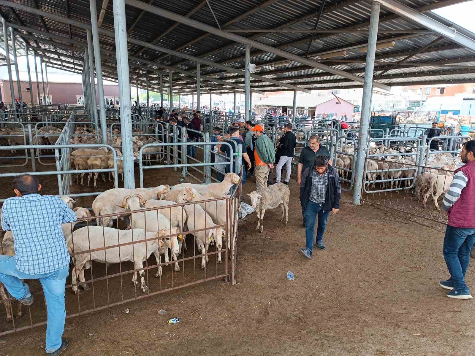 Afyonkarahisar’da küçükbaş kurbanlıklar müşterilerini bekliyor
