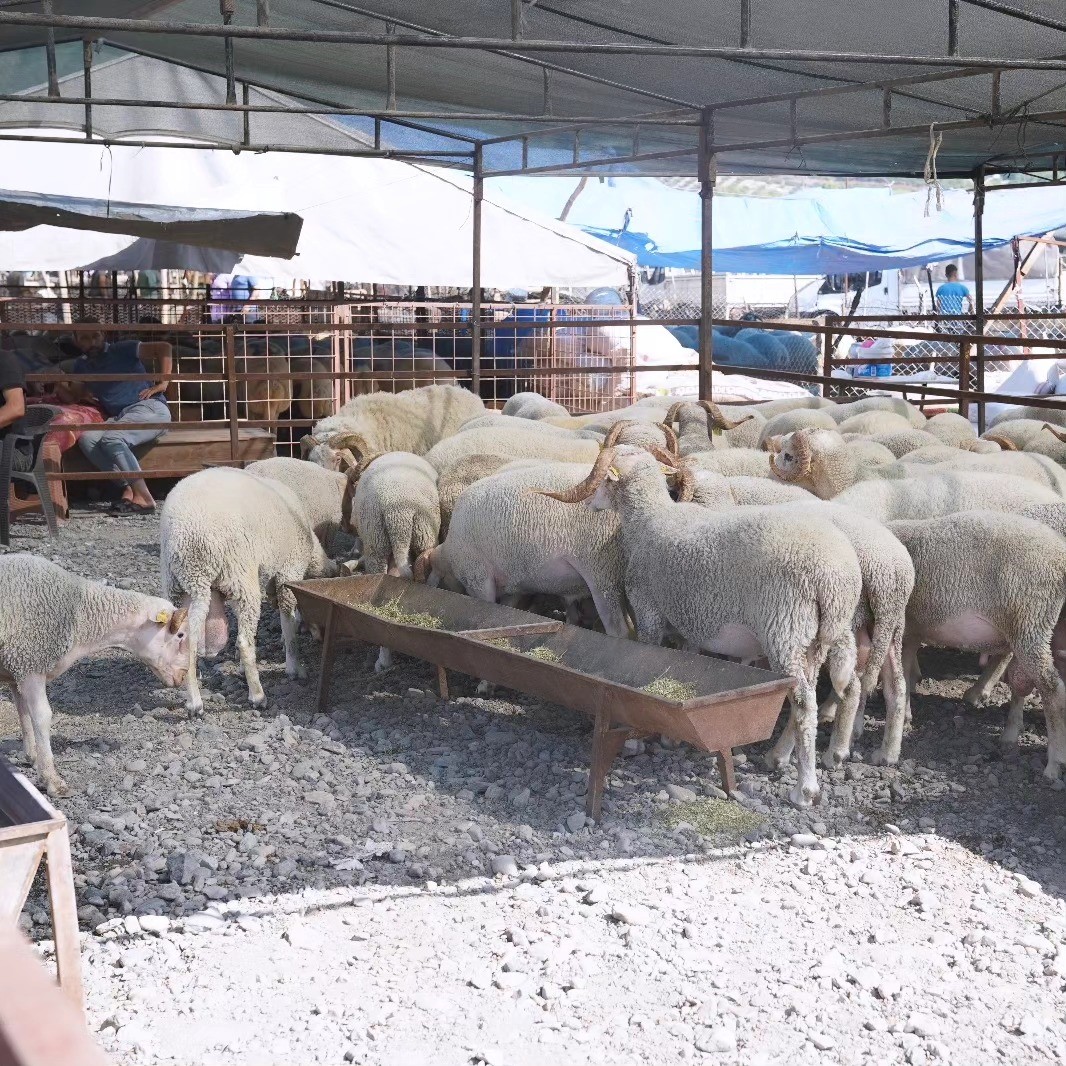 Osmaniye’de Kurban Bayramı öncesi hayvan pazarında denetim
