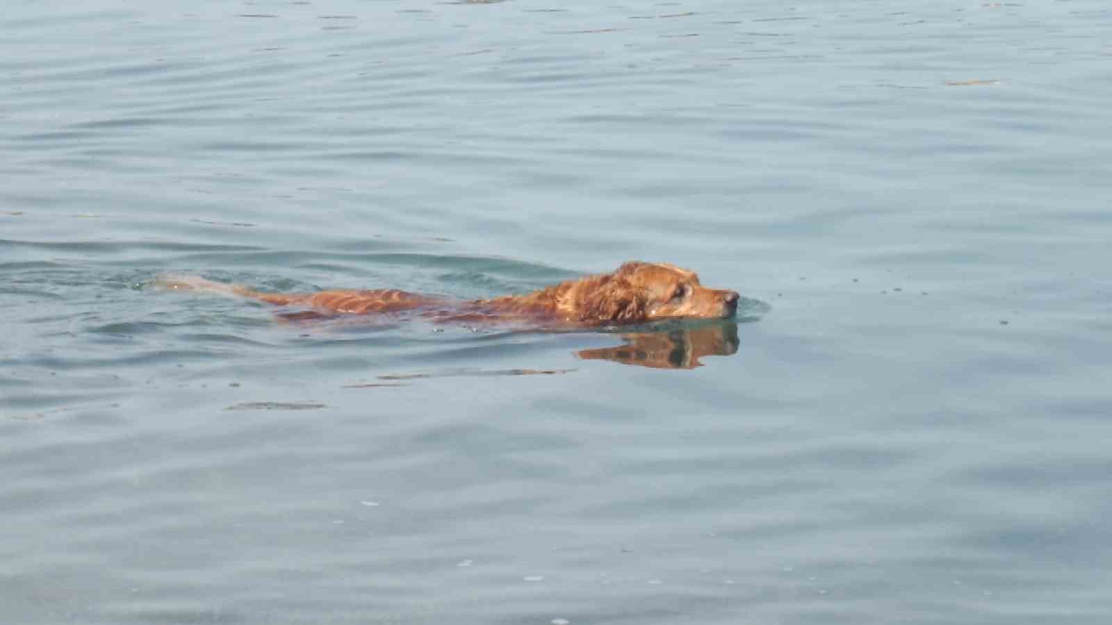 Balıkesir’de ’Grim’ köpeğin deniz keyfi
