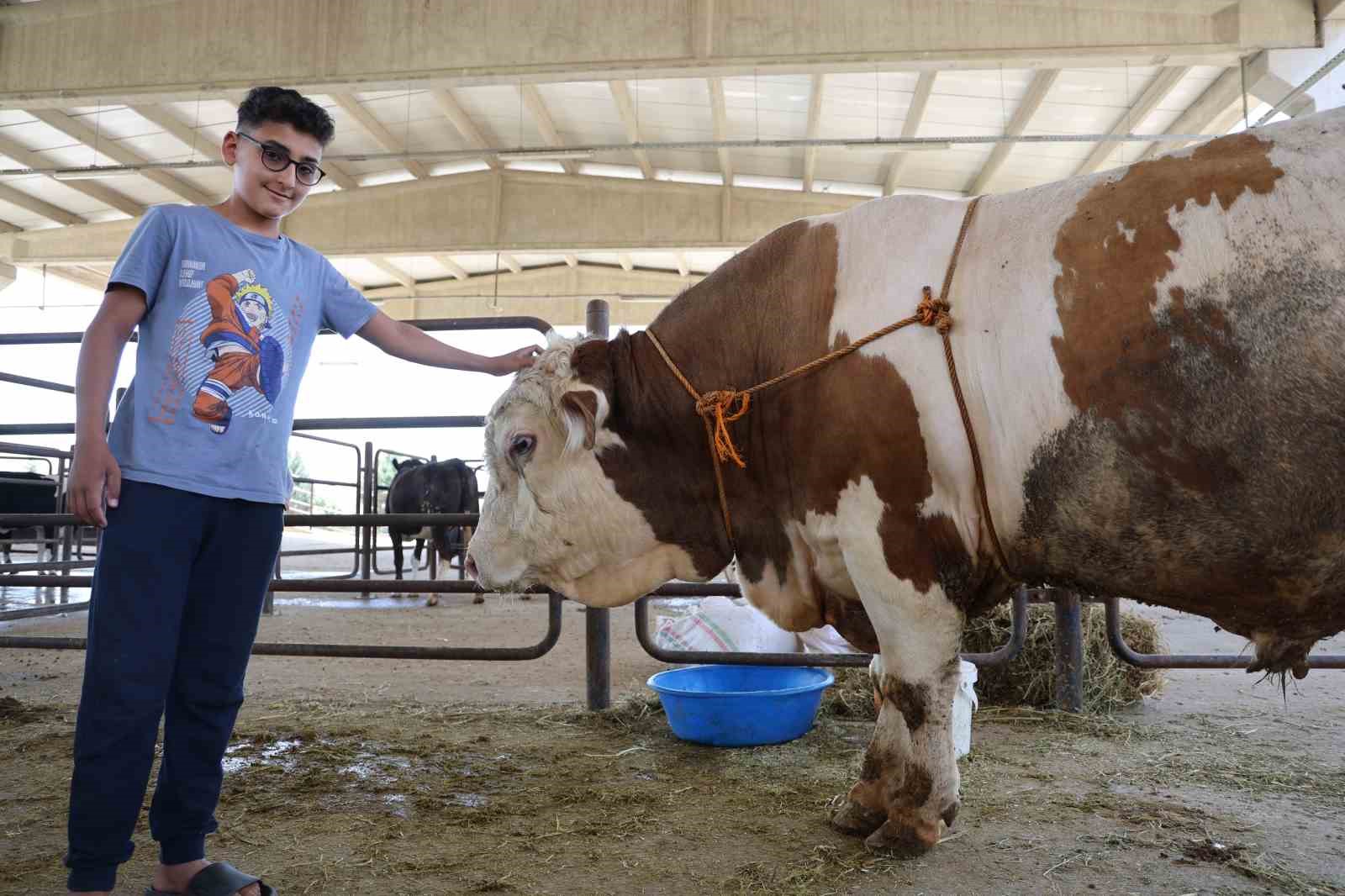 Kurban pazarının en büyük tosunu 230 bin liraya satışta
