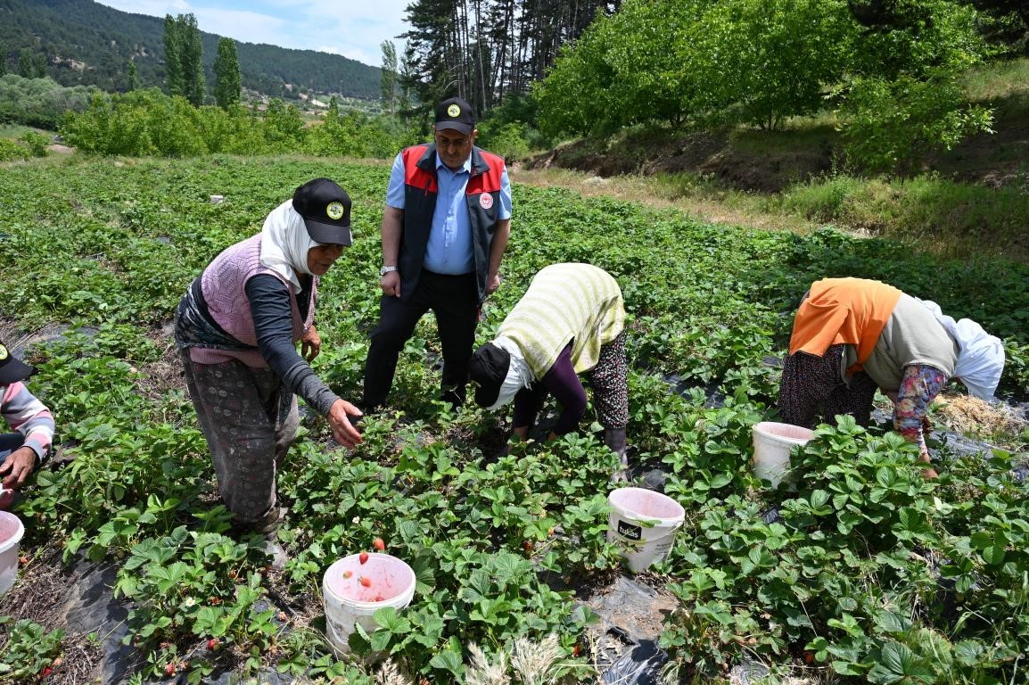 Denizli çilek üretiminde önemli bir konuma ulaştı
