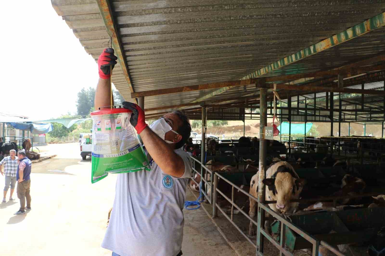 Kurban satış yerleri ve mezbahalarda ilaçlama çalışmaları tamamlandı
