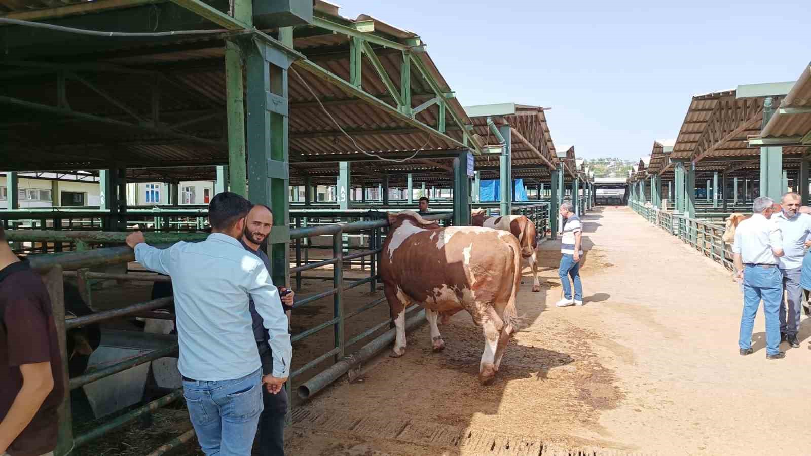 Malatya’da kurbanlıklar alıcılarını bekliyor
