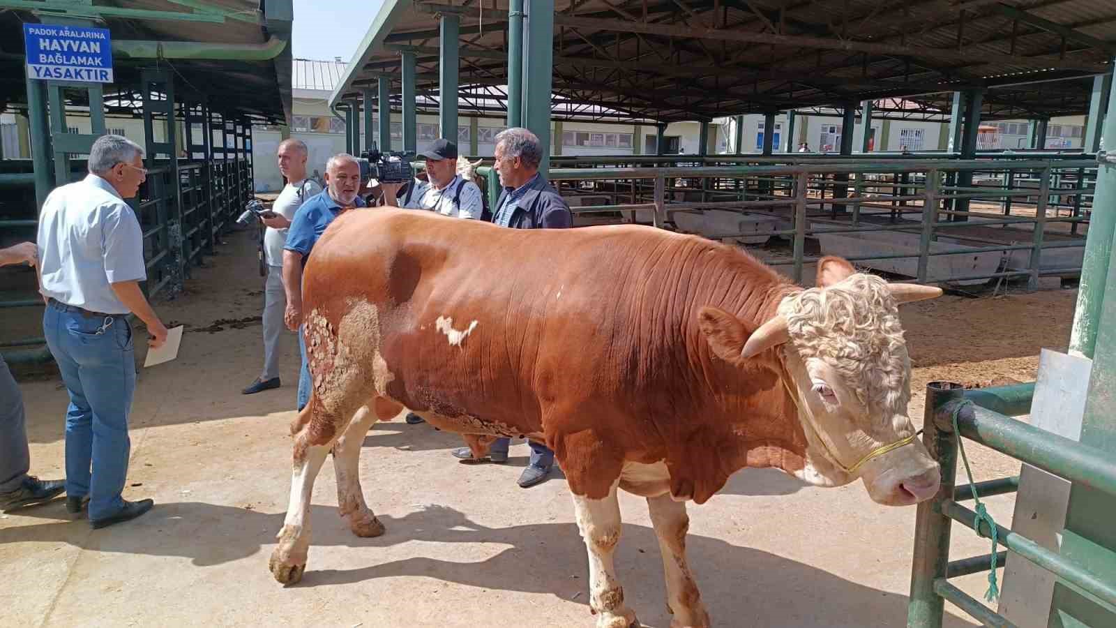 Malatya’da kurbanlıklar alıcılarını bekliyor
